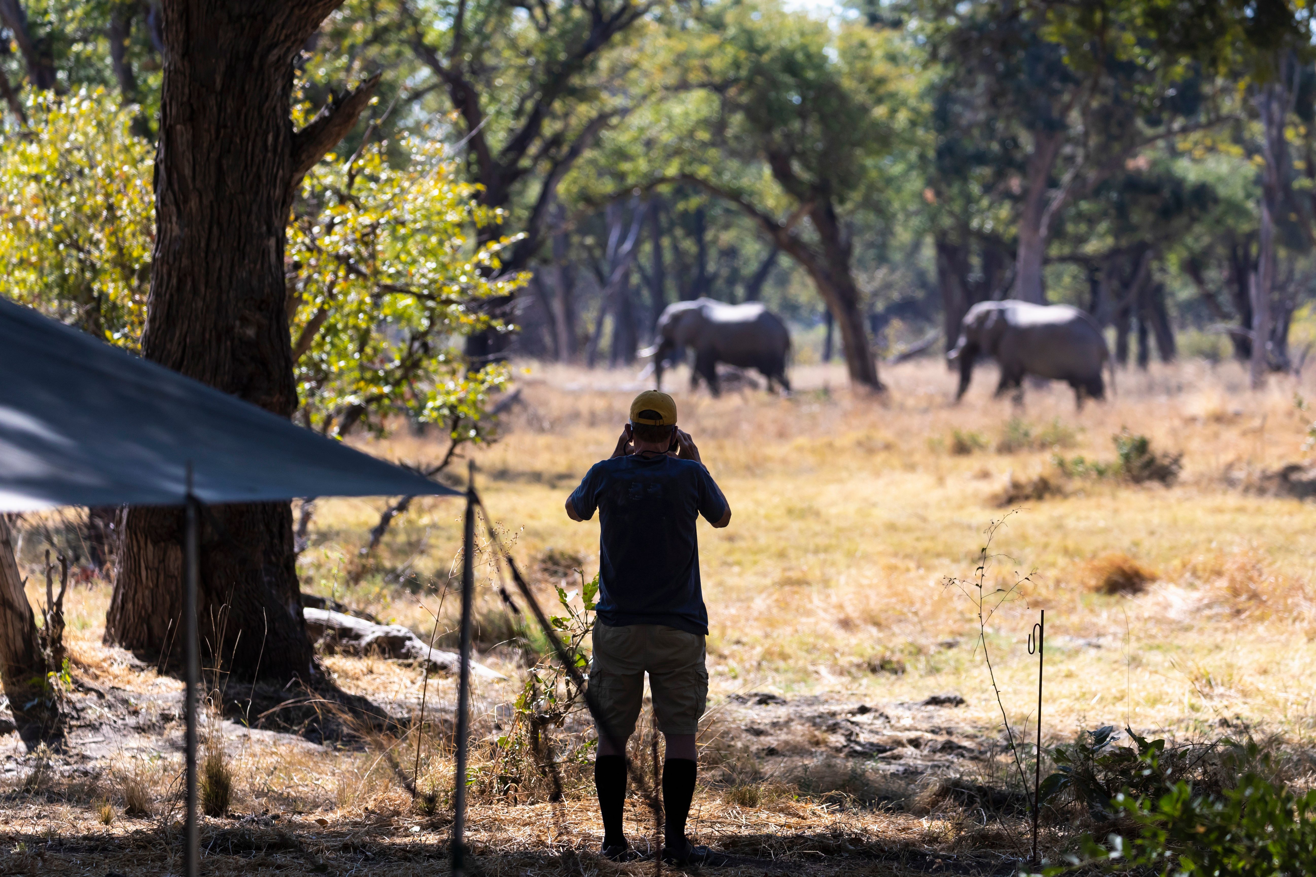 man watching elephants