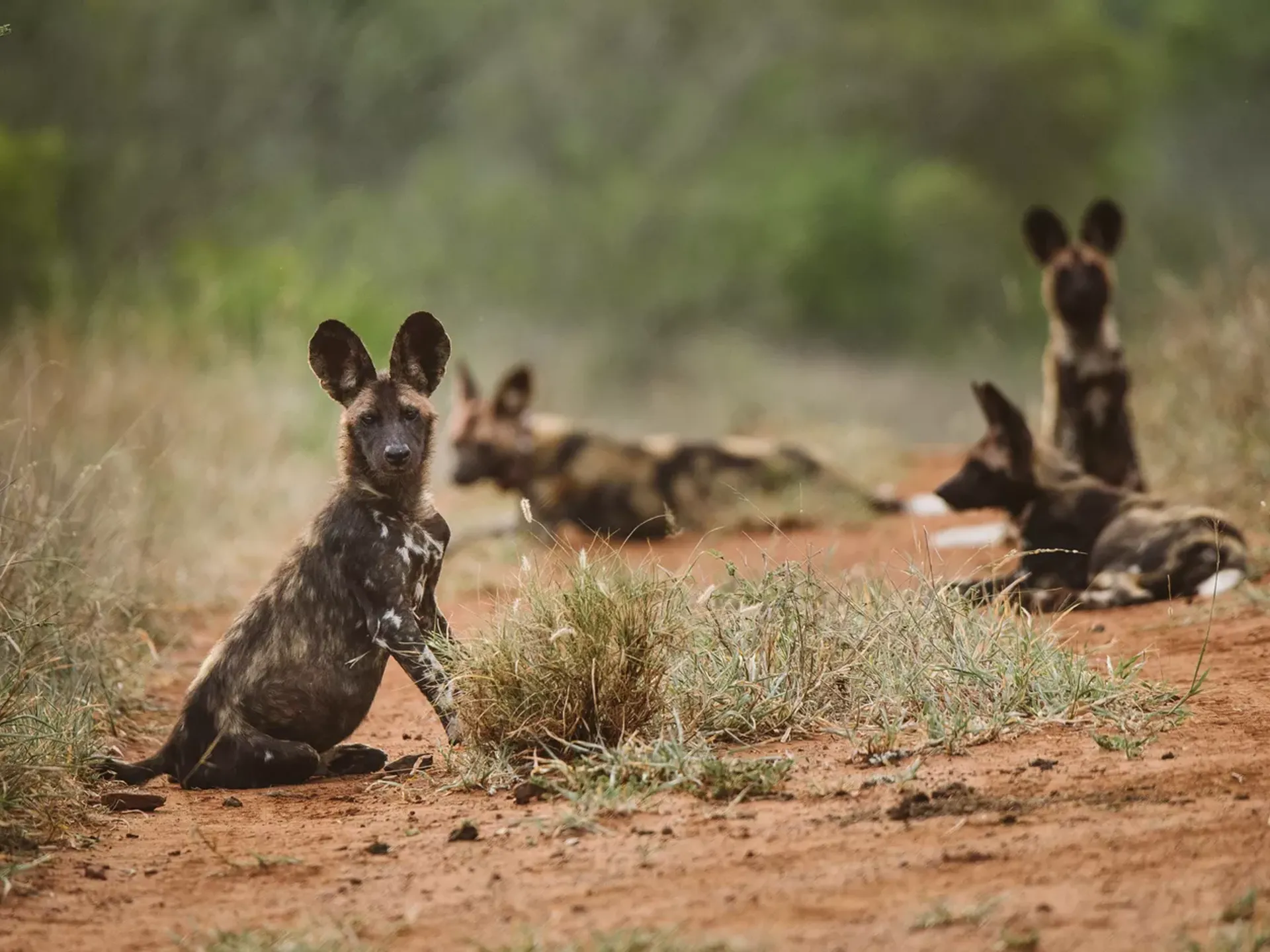 Volunteering Wildlife Conservation Zululand, South Africa