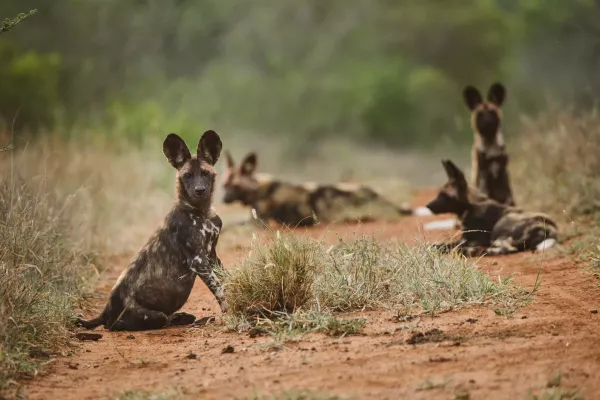 Volunteering Wildlife Conservation Zululand, South Africa