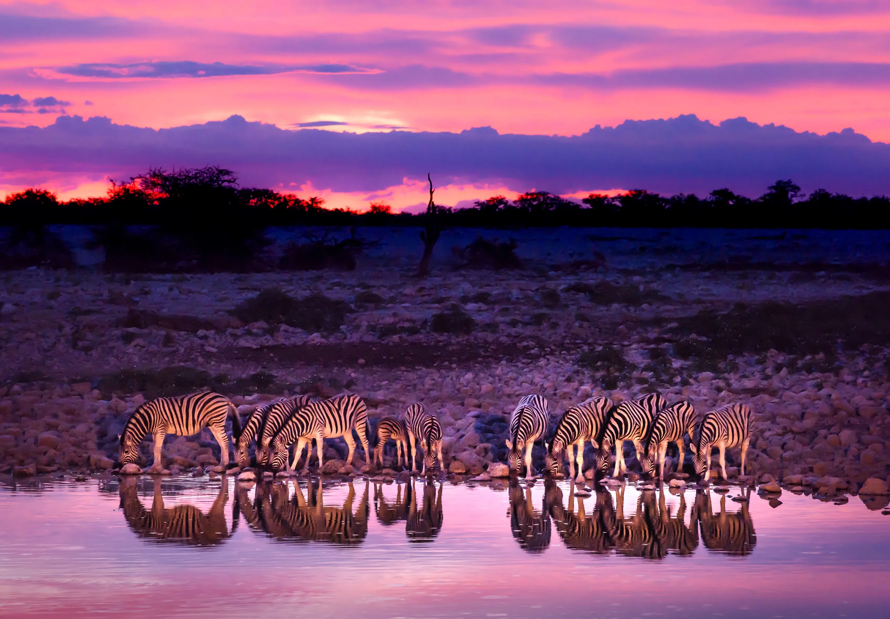 Zebra at drinking hole during sunset