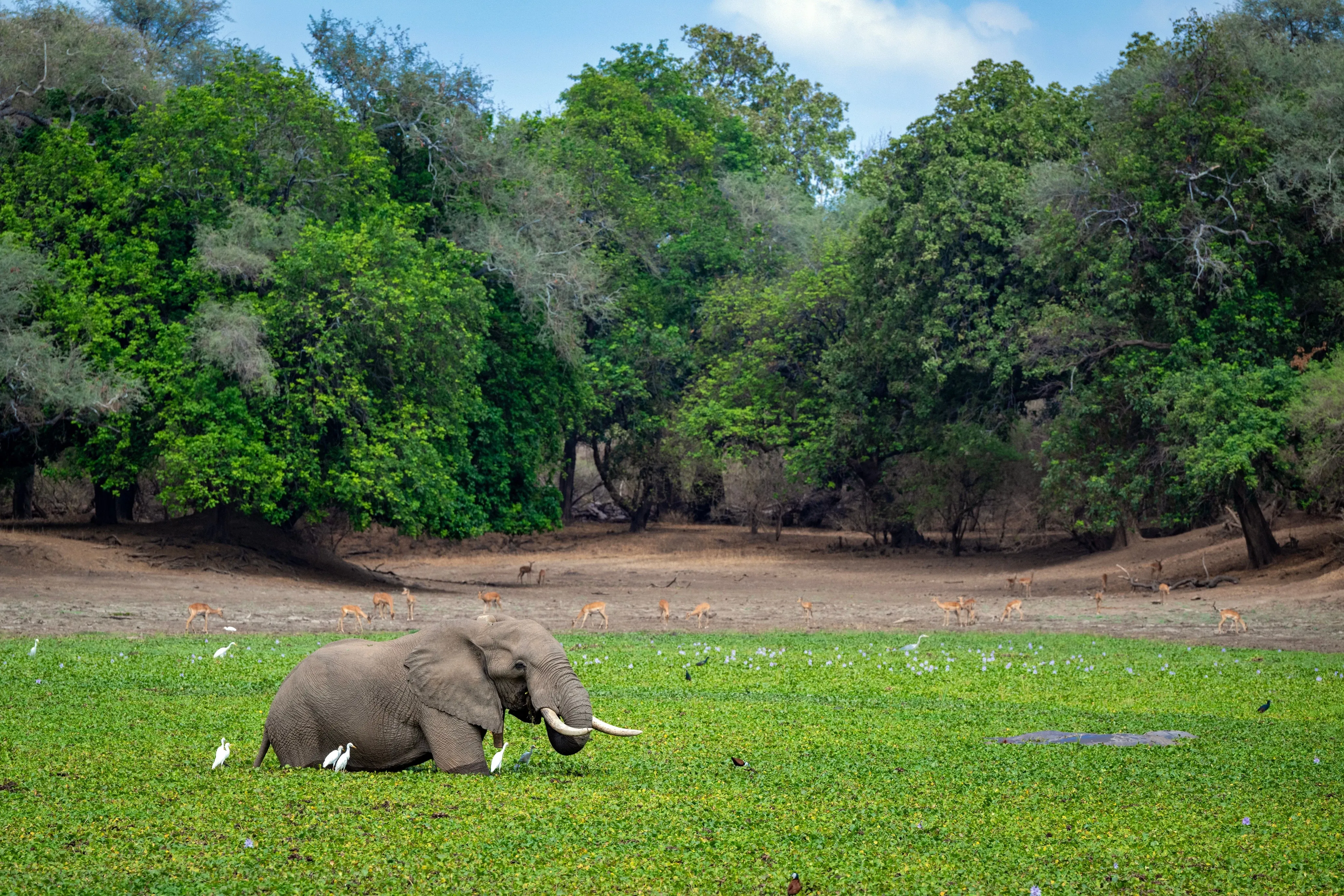 Elephant passing through mana pools