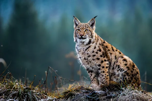 Lynx in snowy background