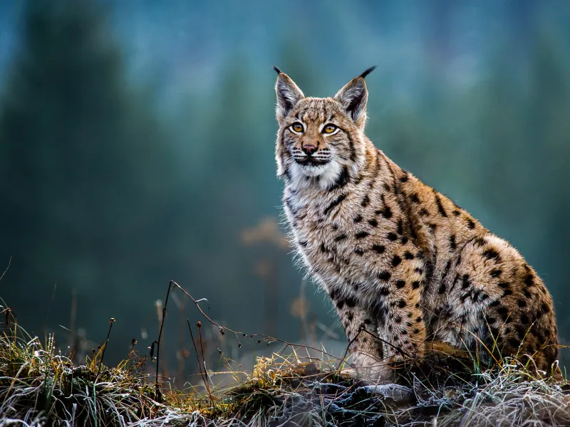 Luchs im verschneiten Hintergrund