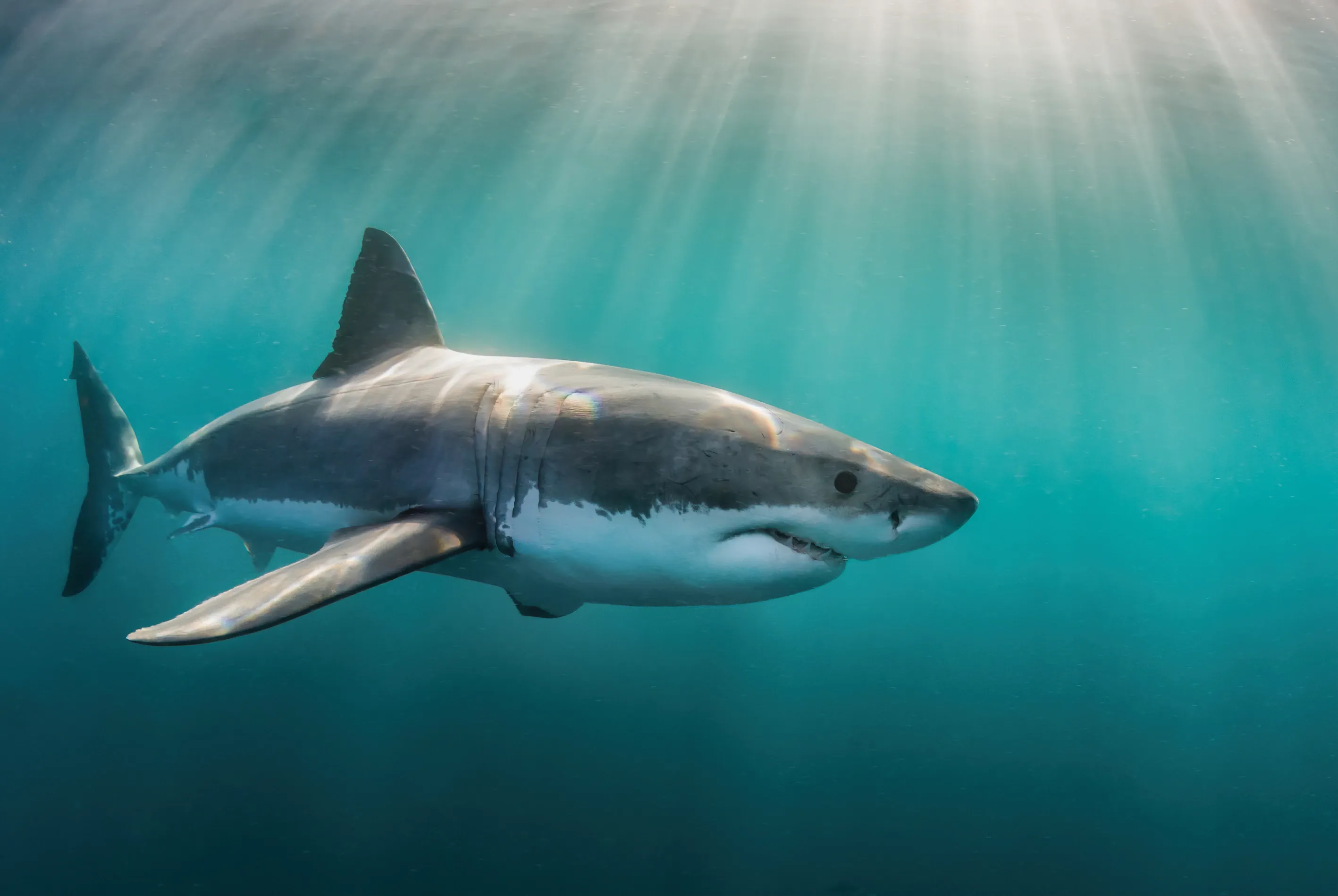 White Shark in blue water with sunrays