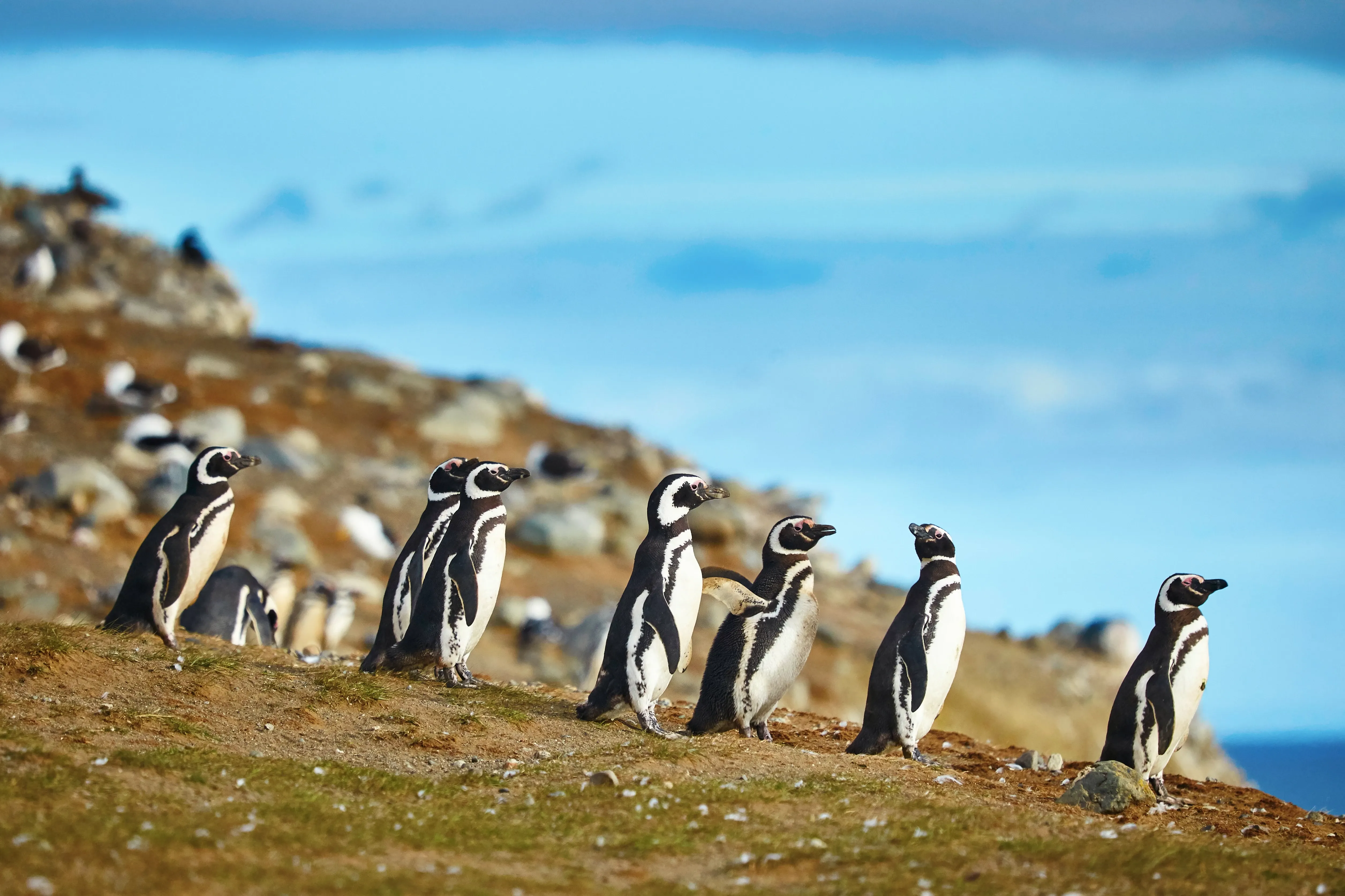 Penguins