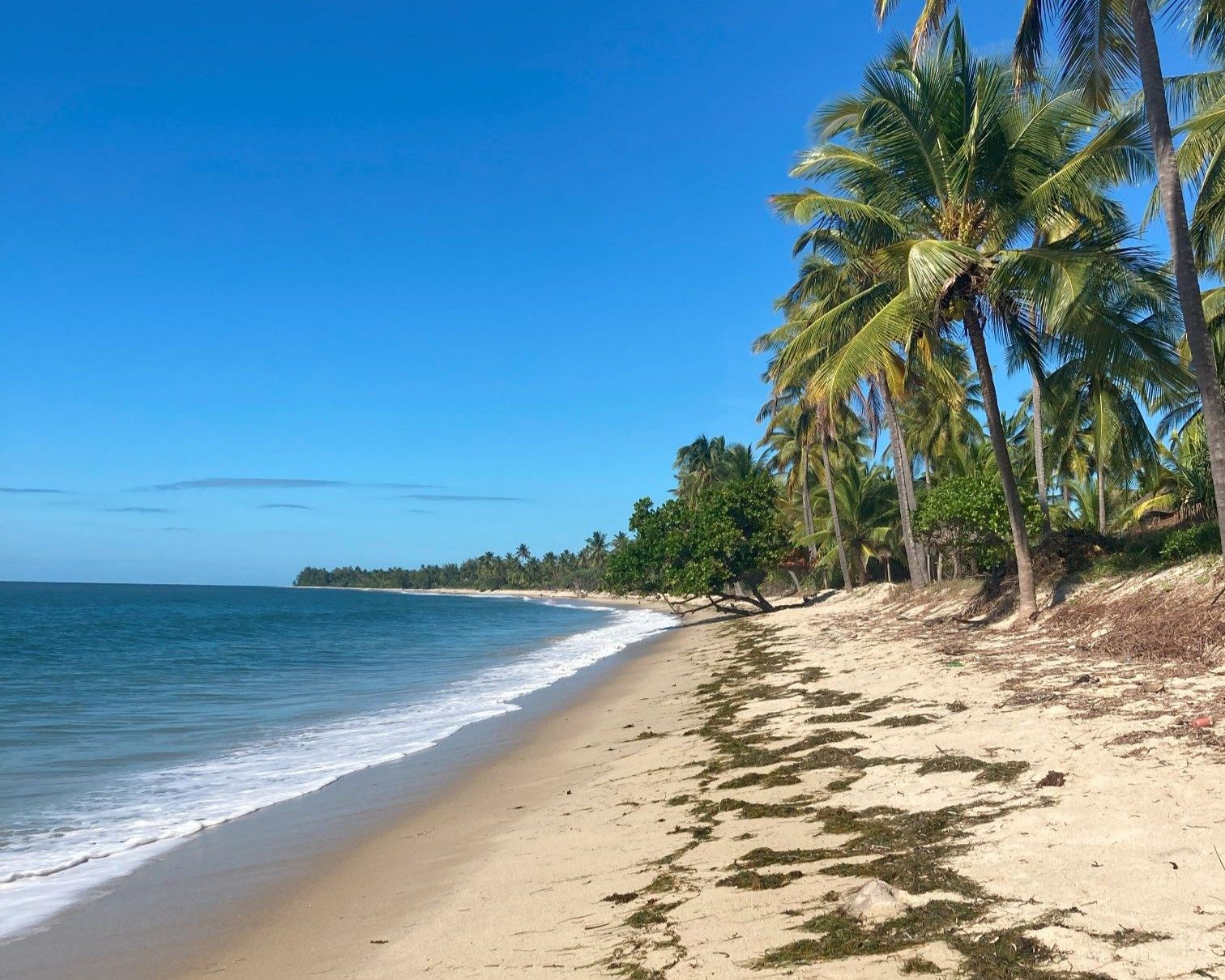 palm trees against pangani coast