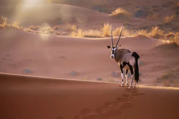Oryx in desert