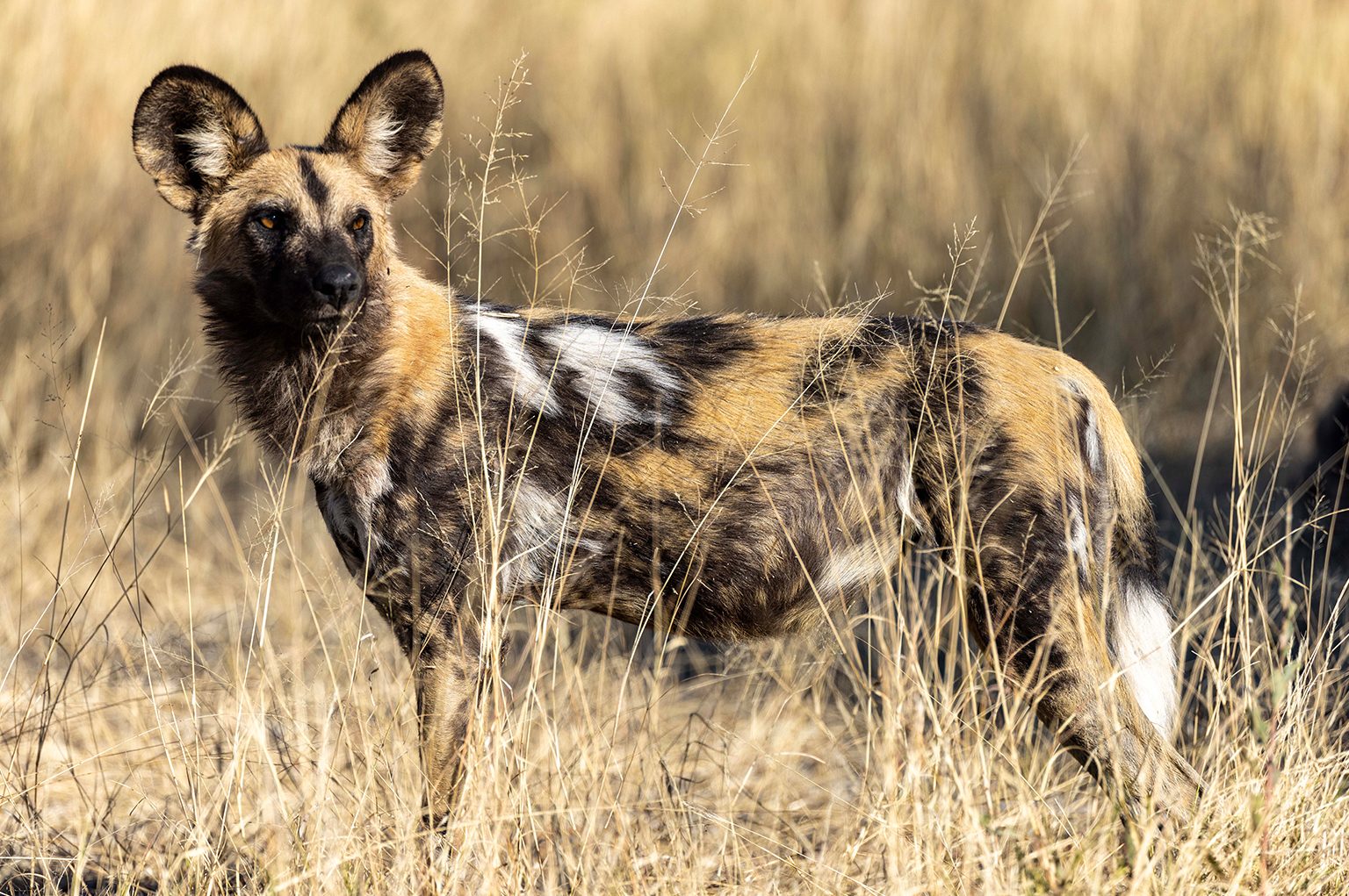 wild dog