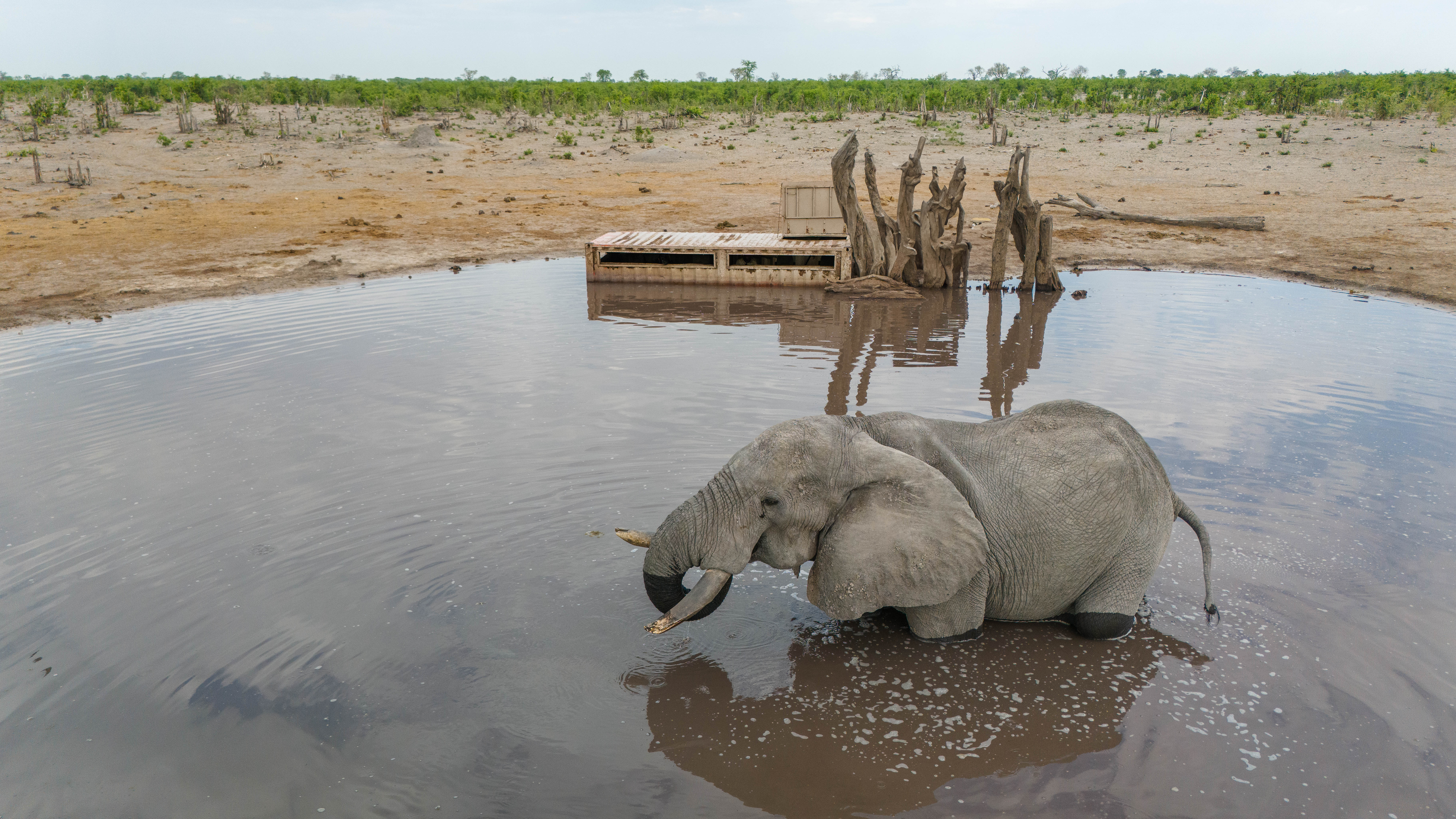 elephant in waterhole