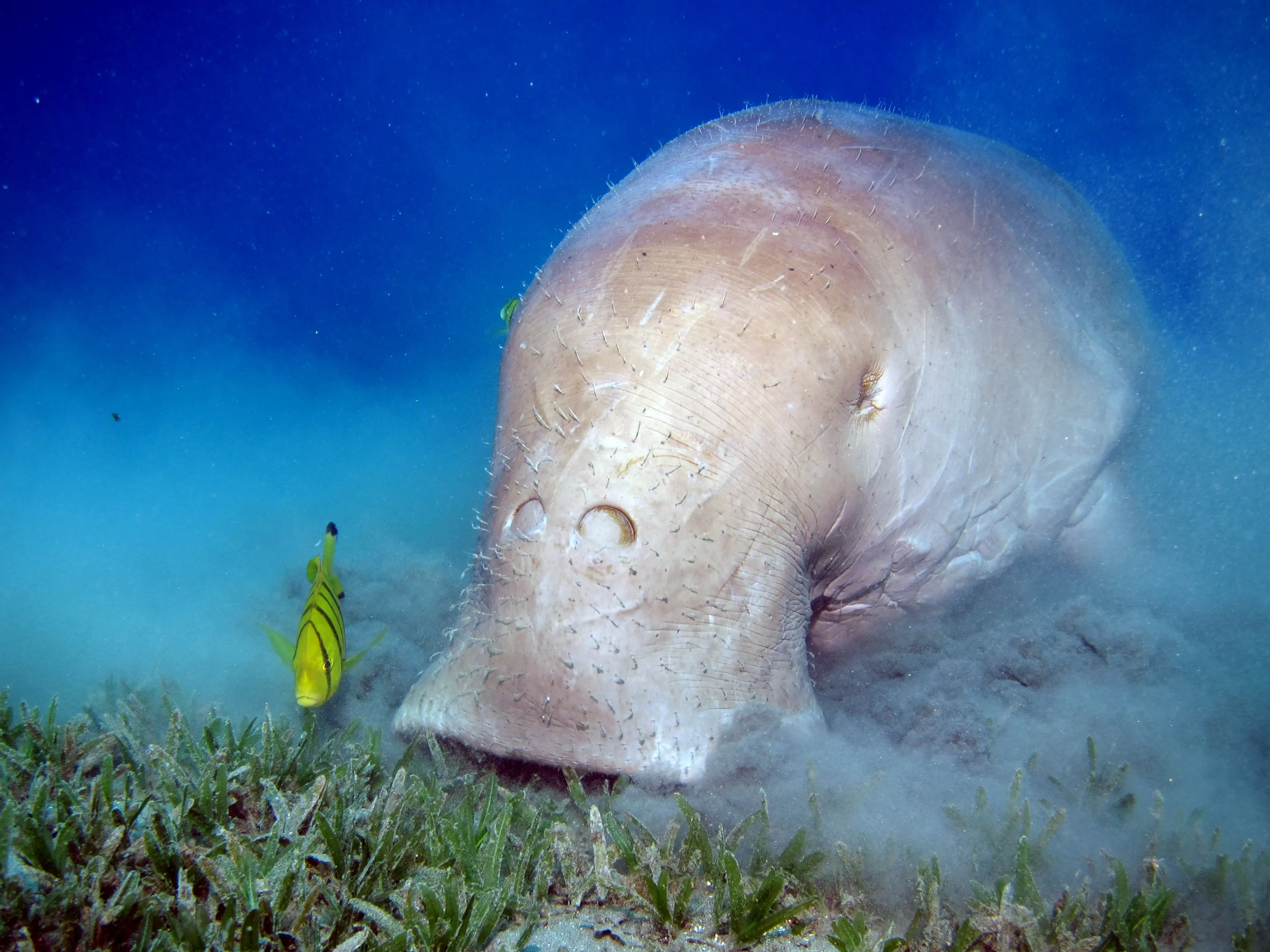 Dugong