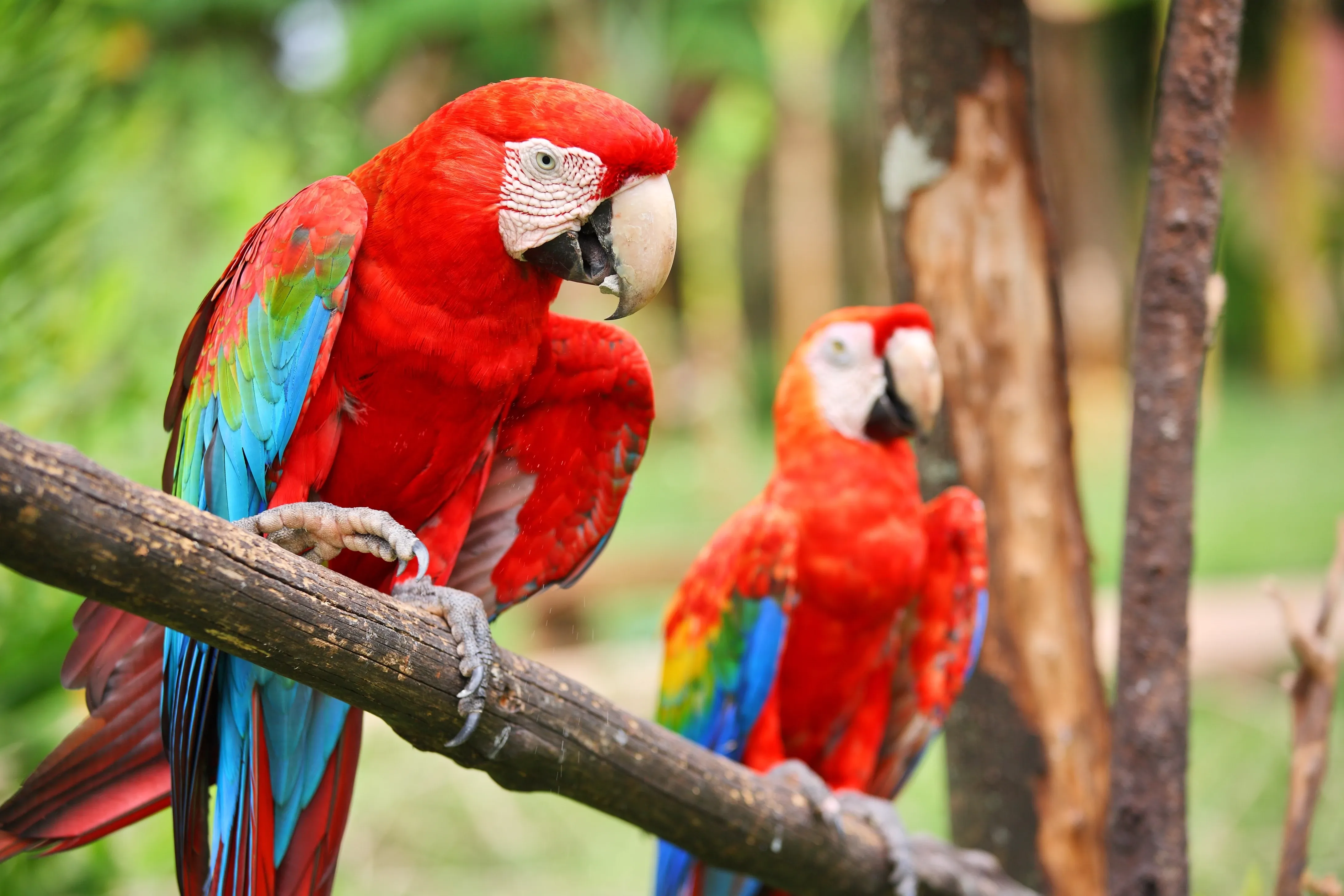 Macaw