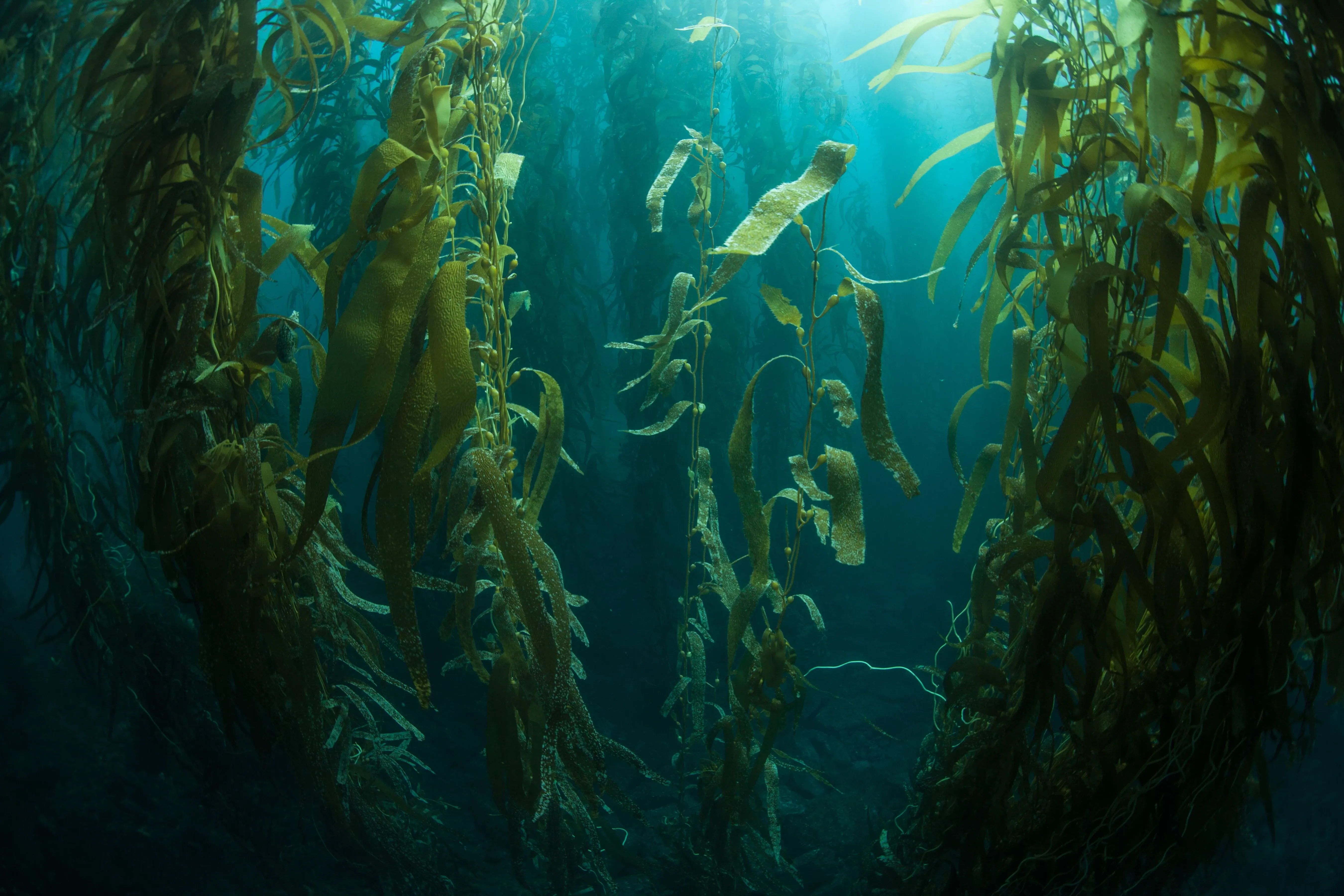Underwater algae