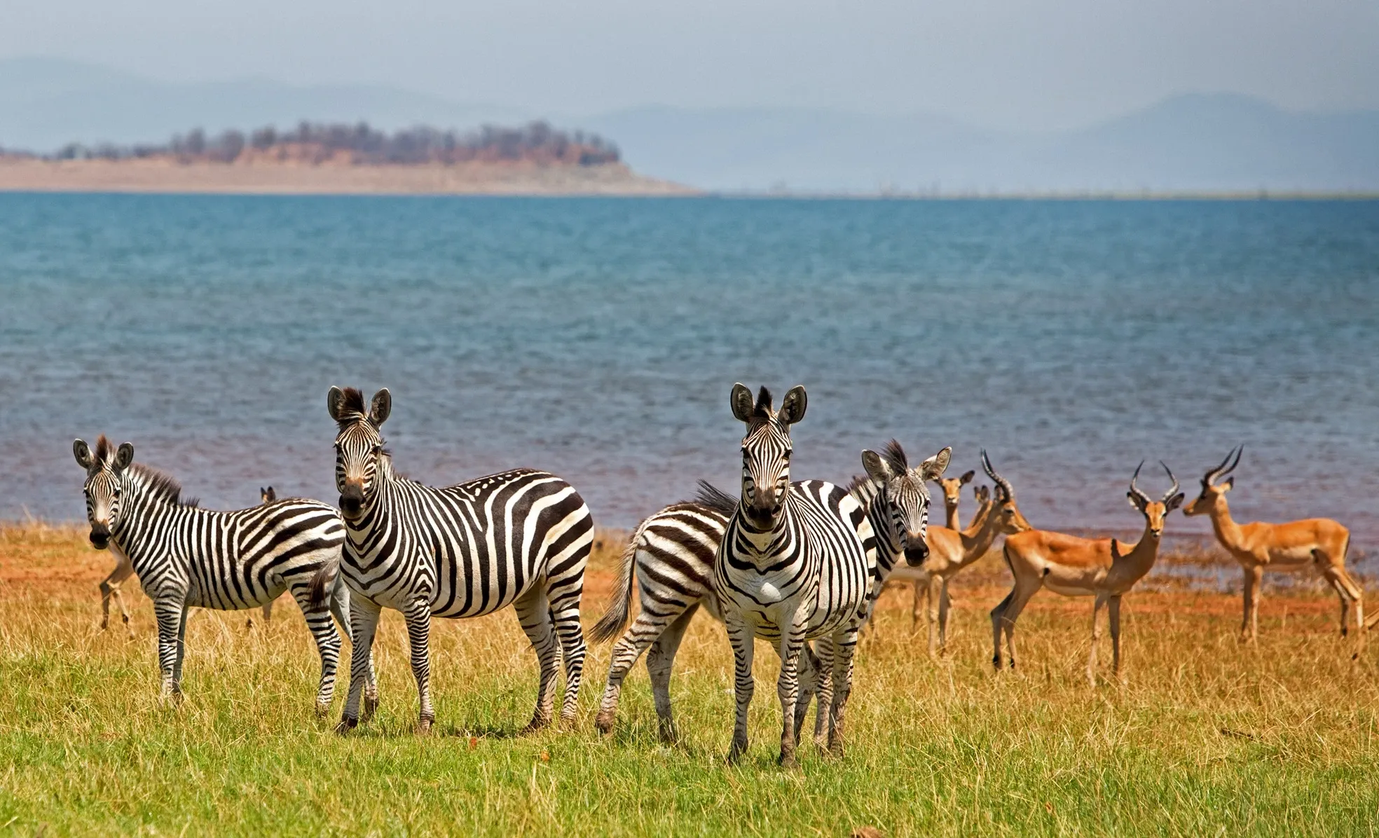 Zebra and impala sighting in zimbabwe