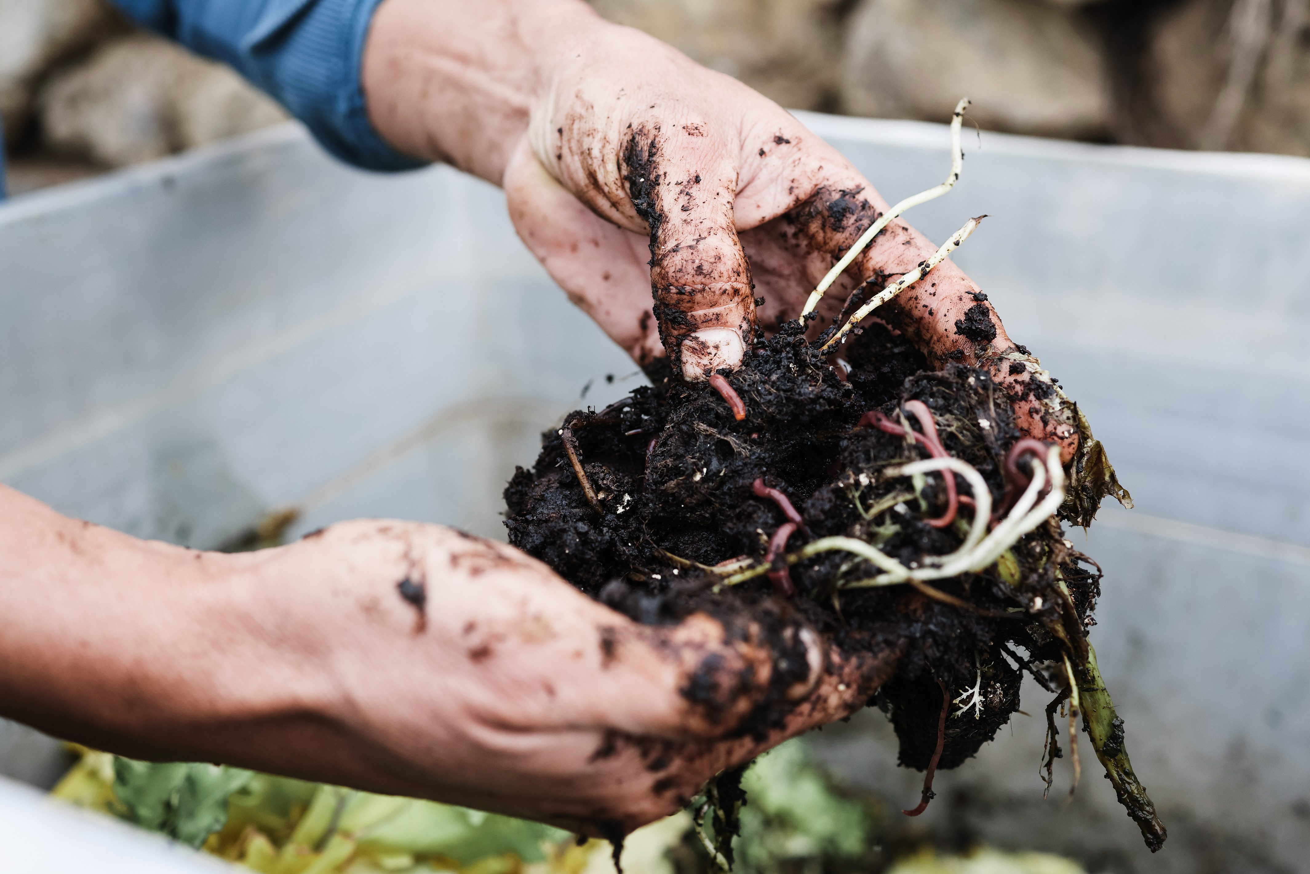 Farmer holding compost