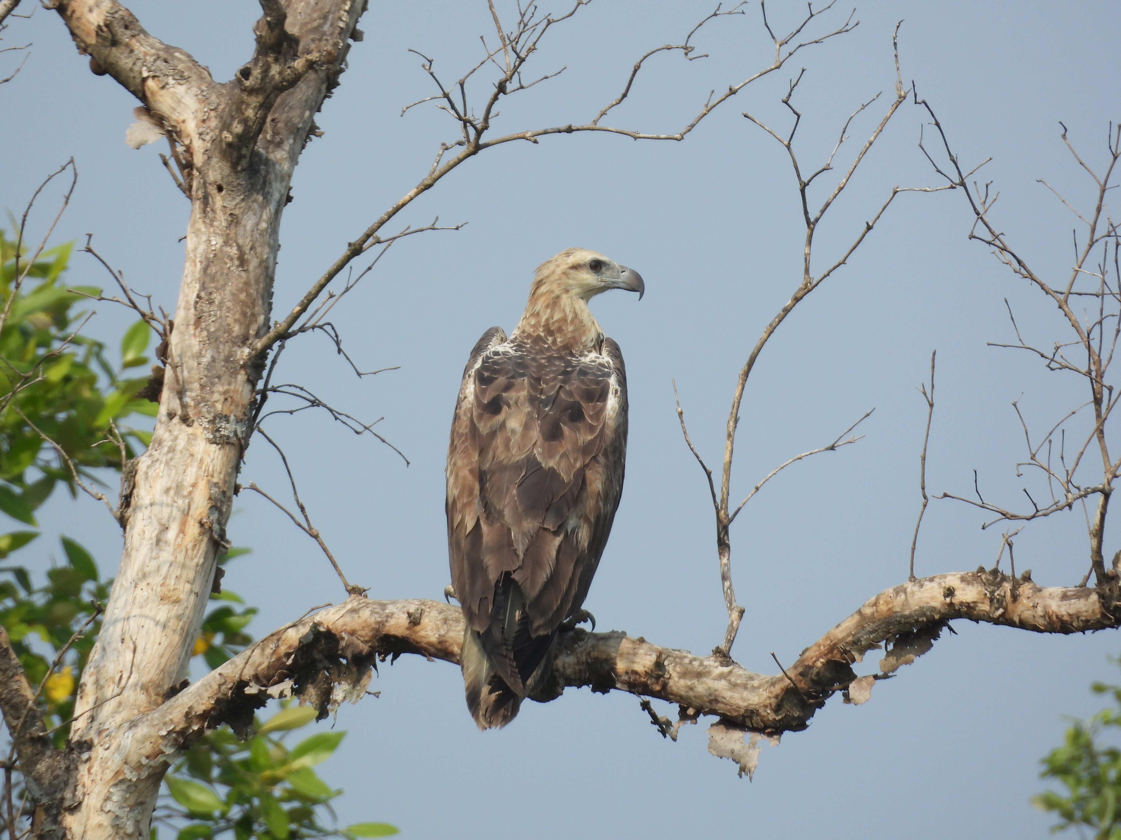 Vulture