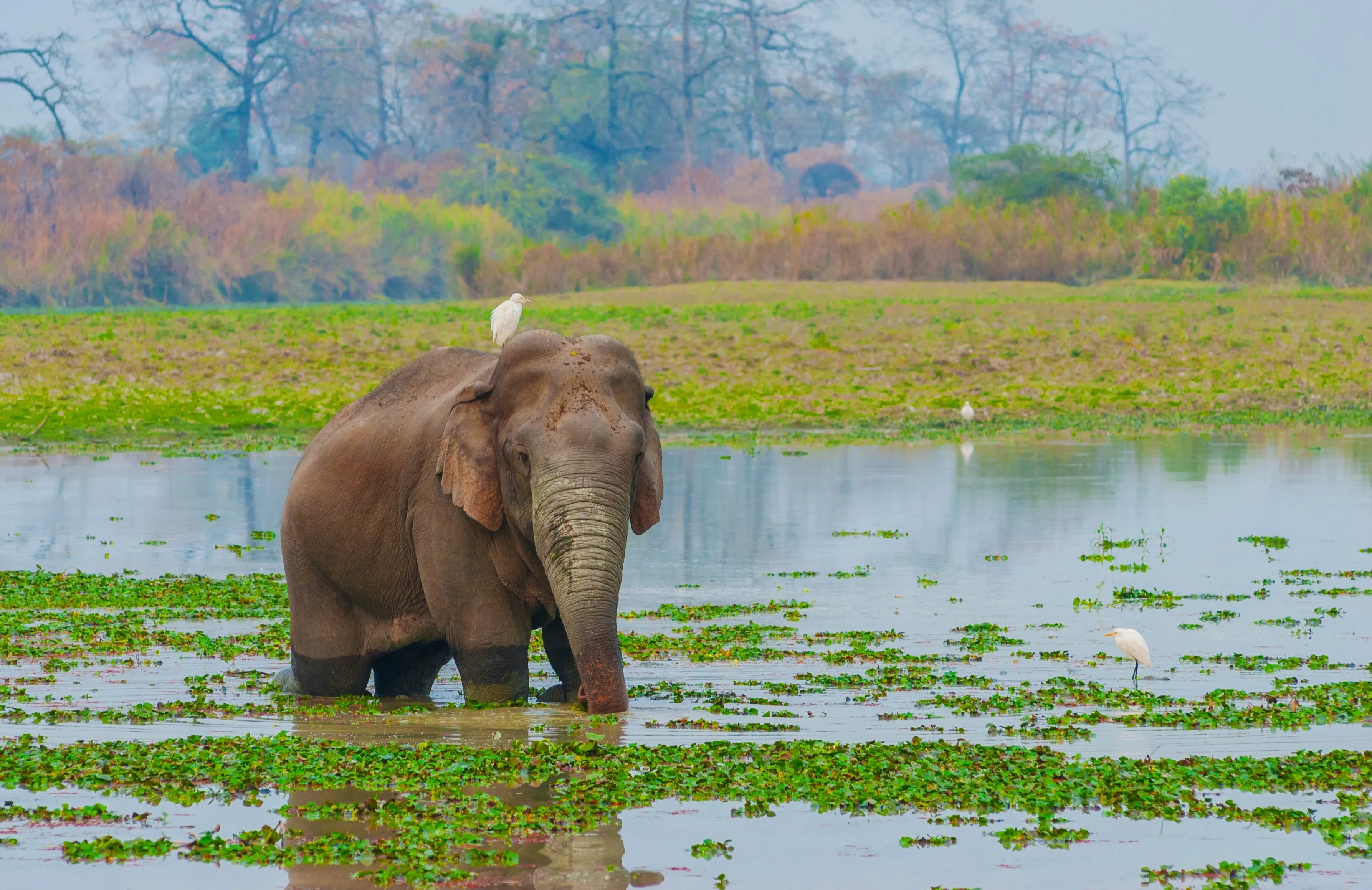 Indischer Elefant steht im Wasser