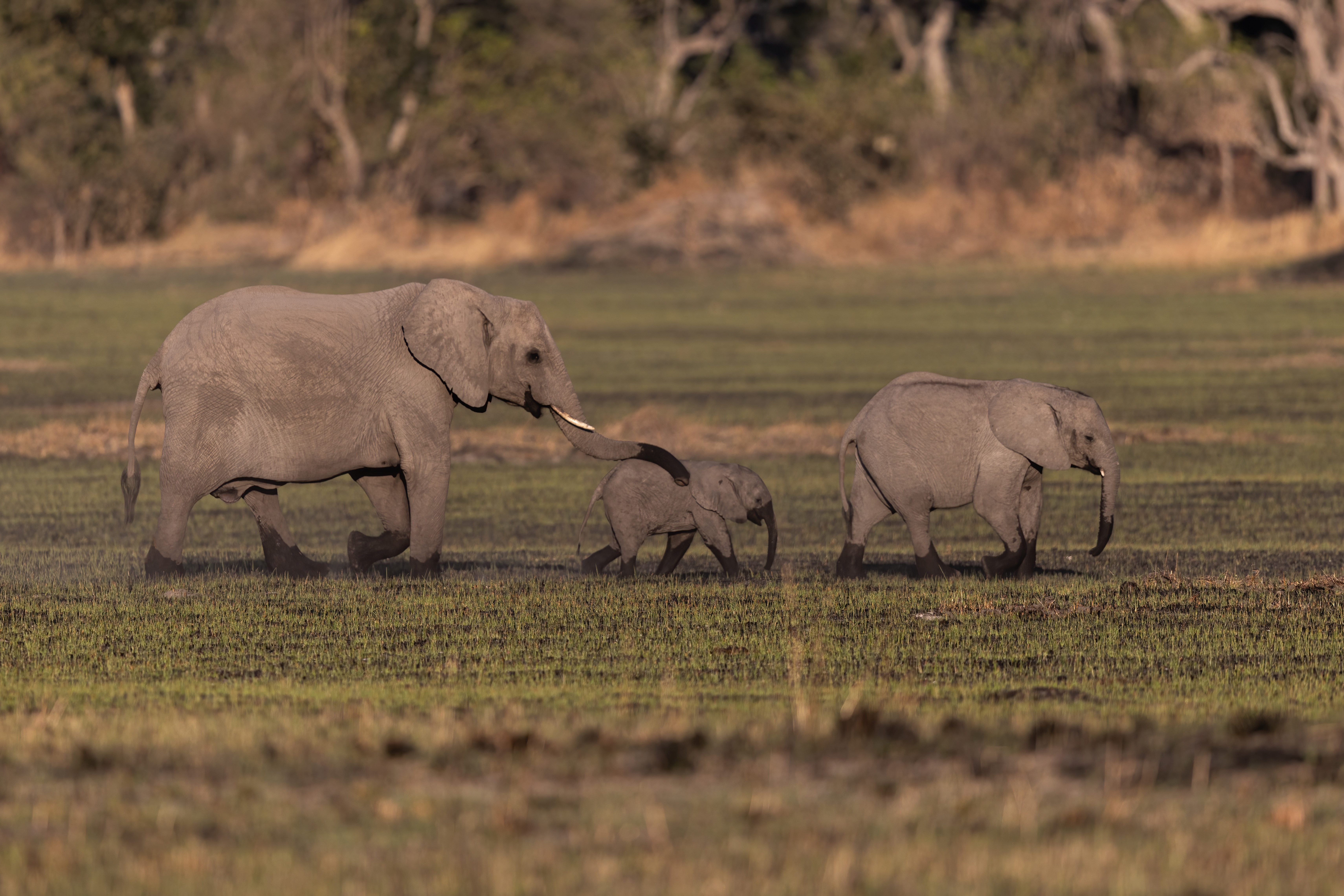 Unser Partner: Alan McSmith Safaris