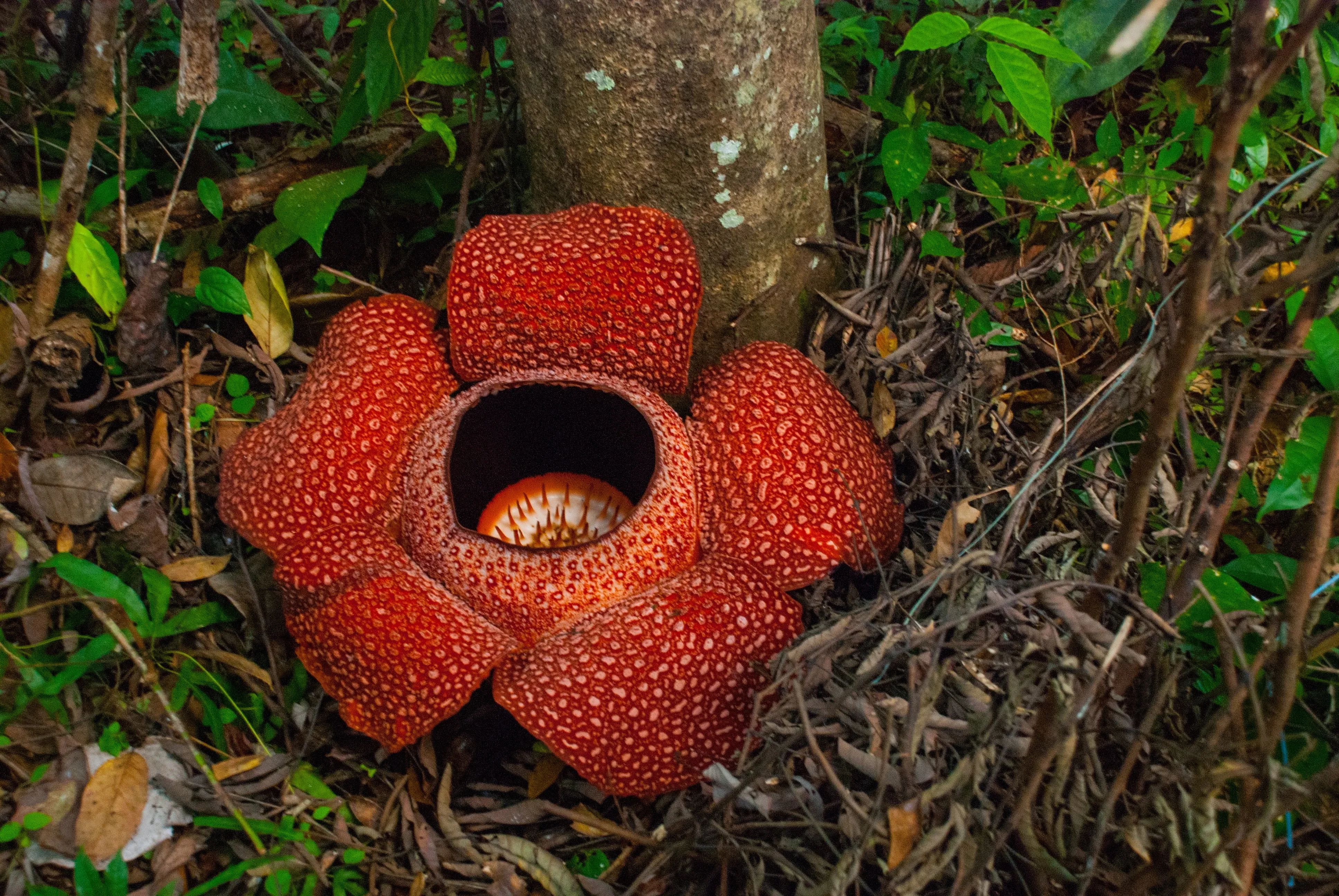 endangered rafflesia arnoldii flytrap species