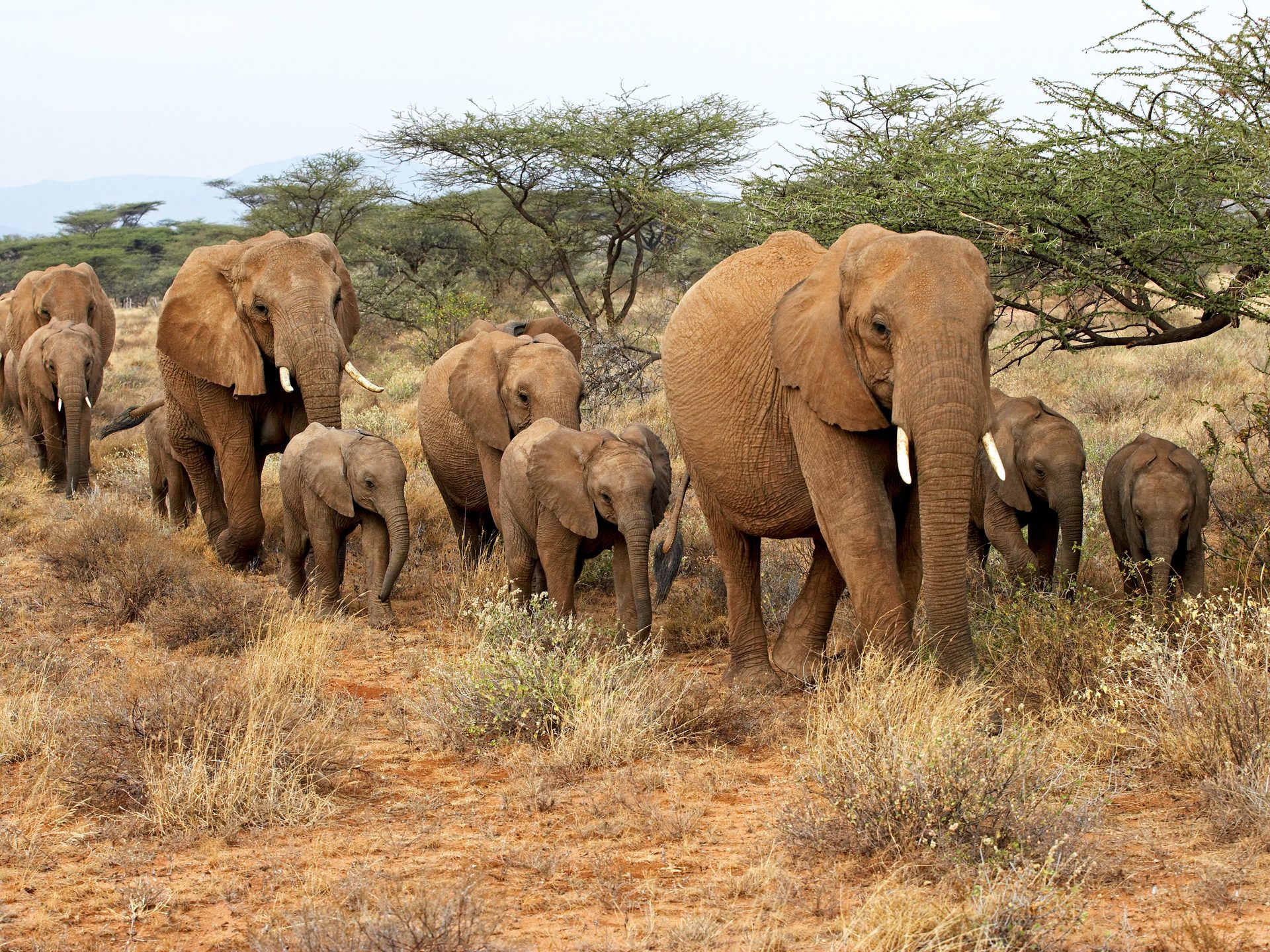 Elefanten auf dem Weg