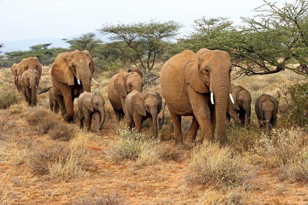 elephants on path