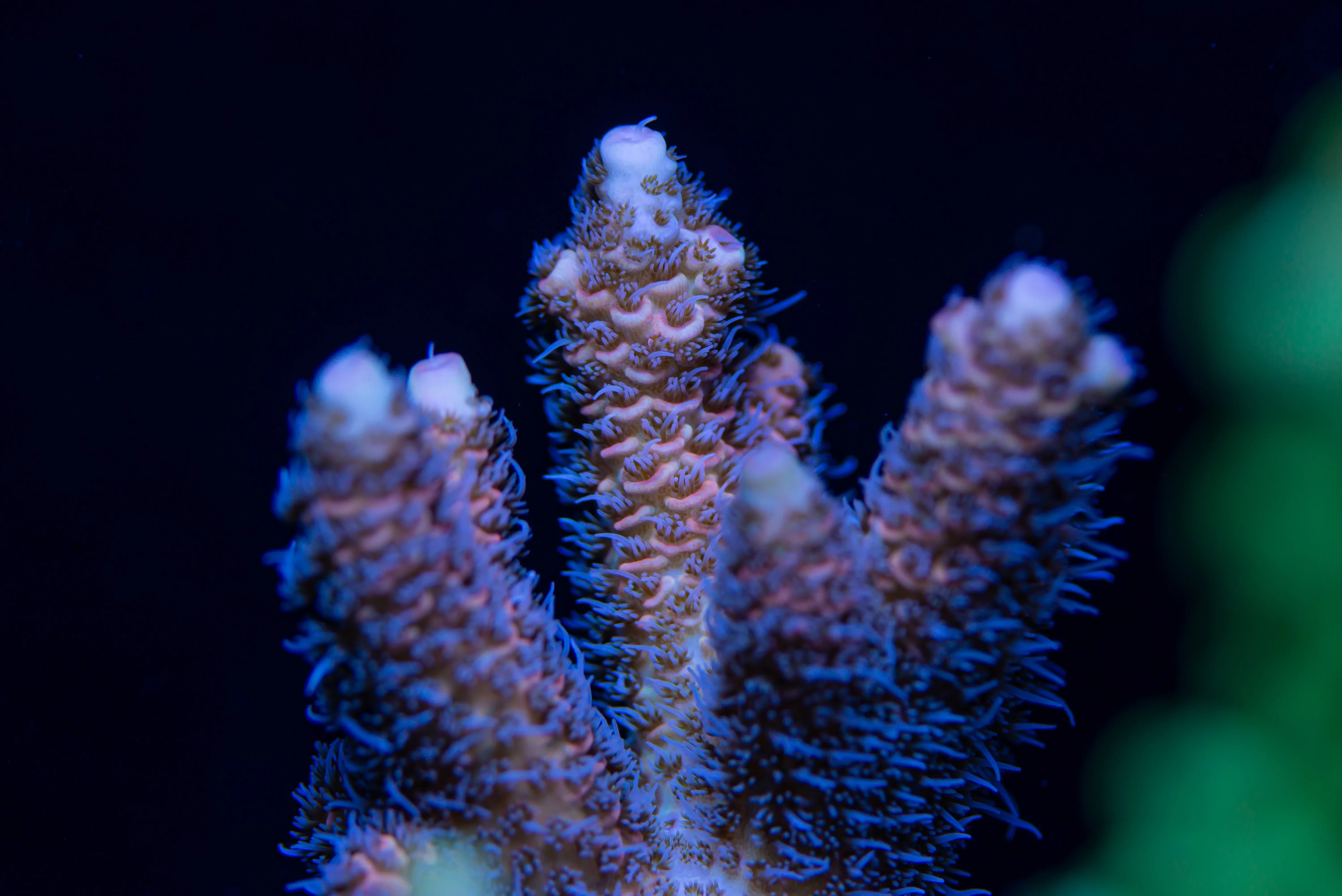 Nahaufnahme lilane Korallen