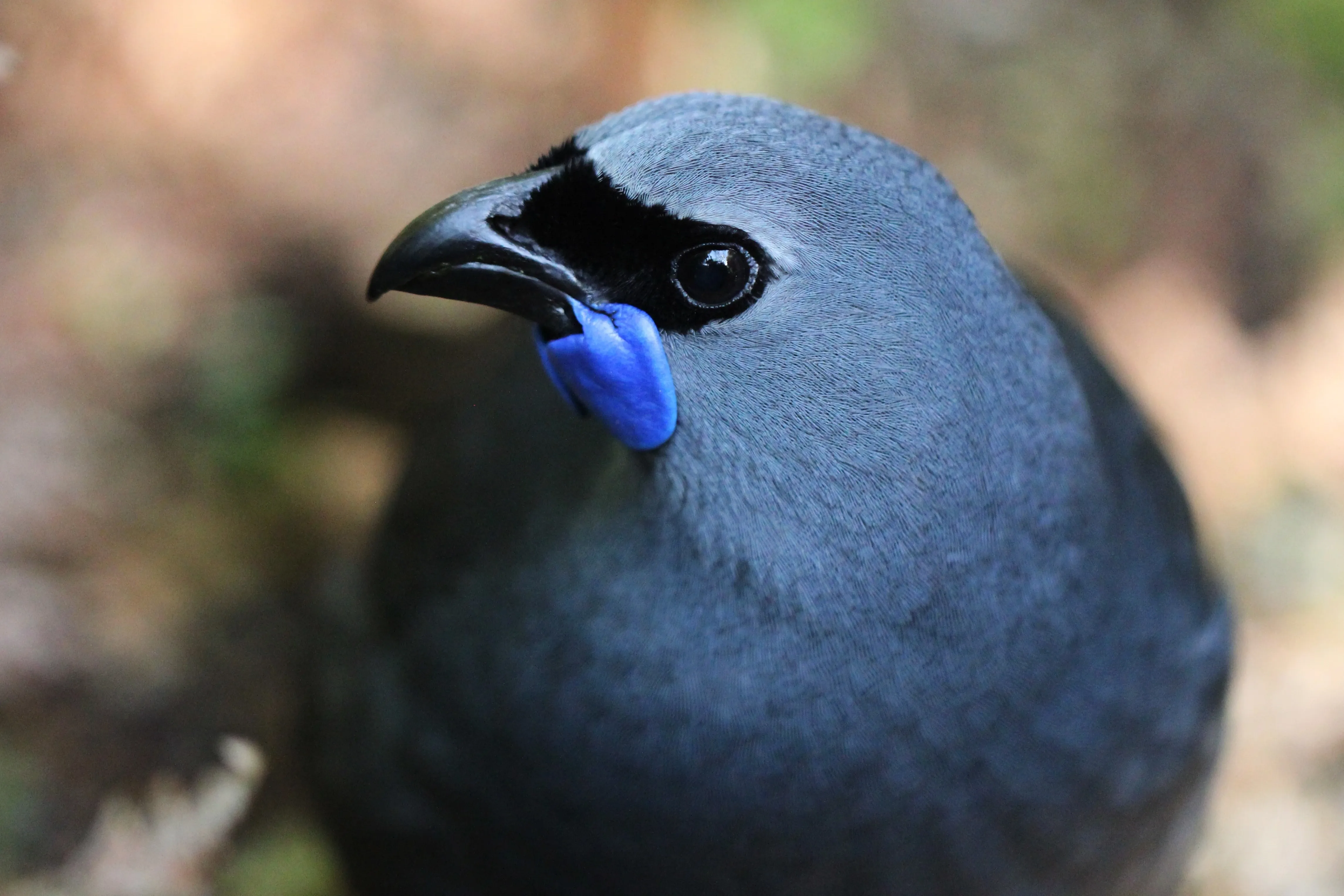 Freiwilligenprojekt Naturschutz Kauri Küste, Neuseeland
