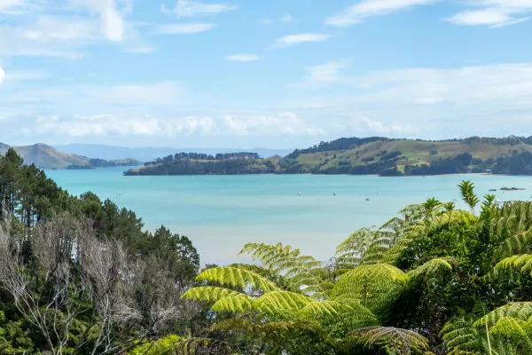 Volunteering Nature Conservation Kauri Coast, New Zealand