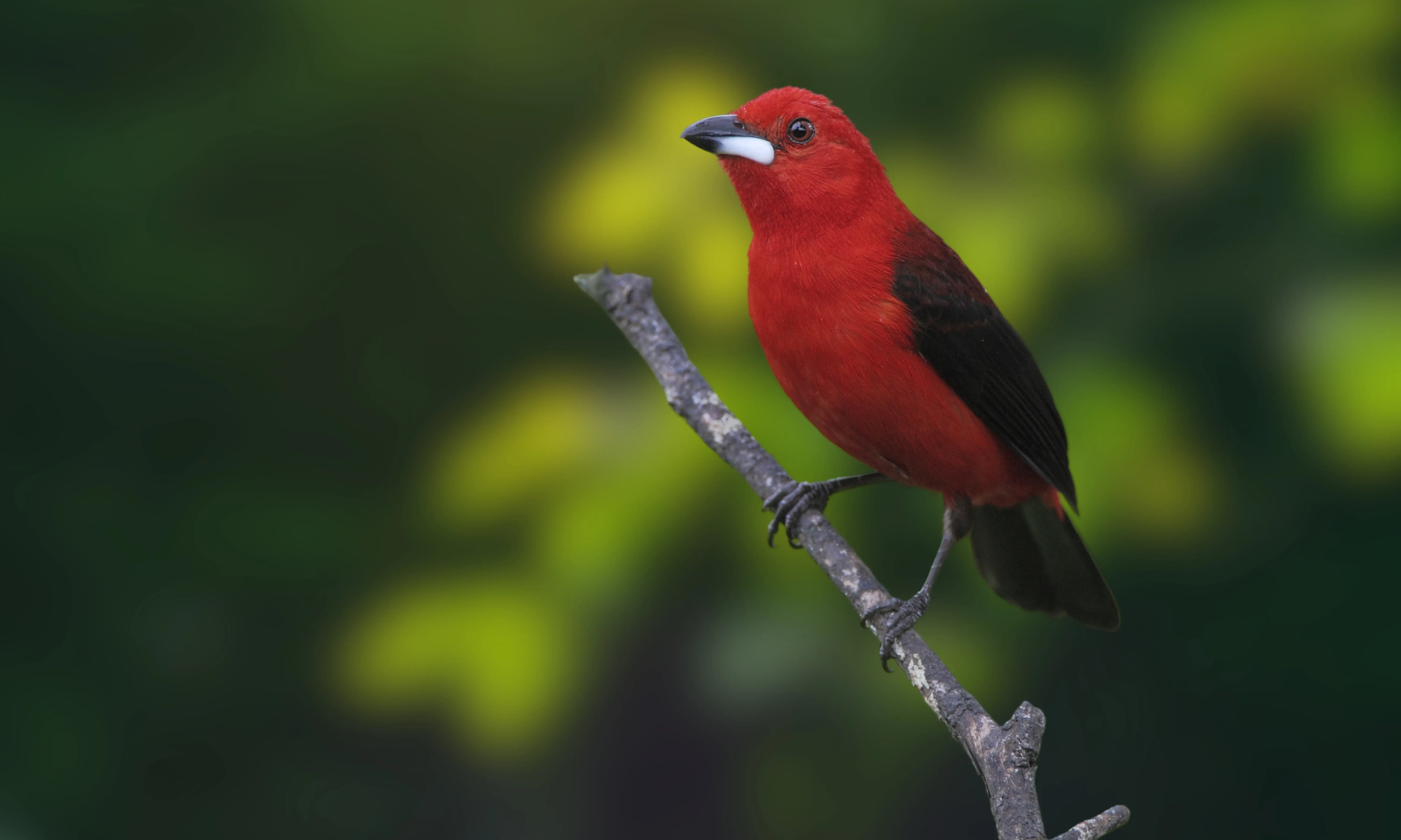 red tangra bird