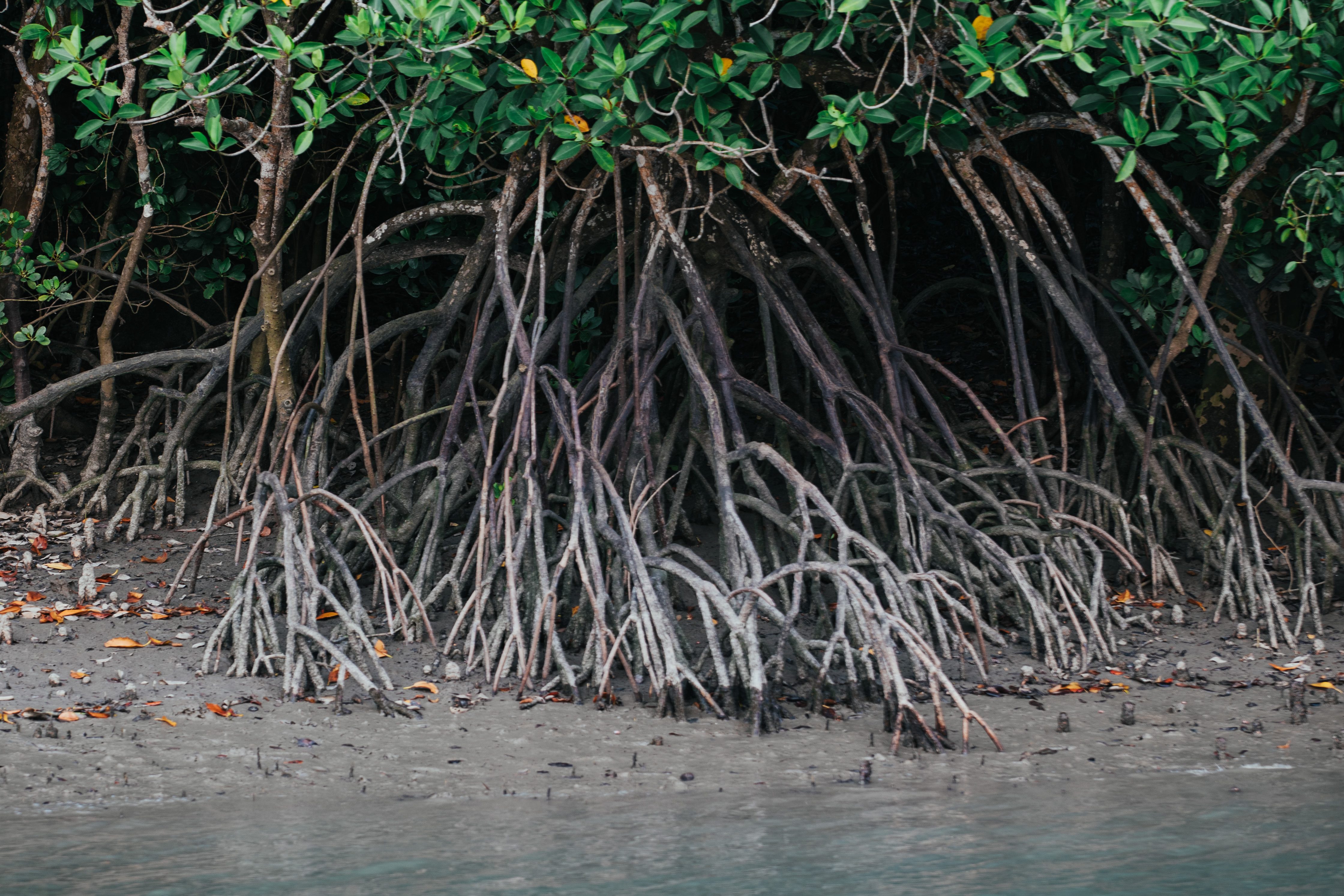 Mangrove