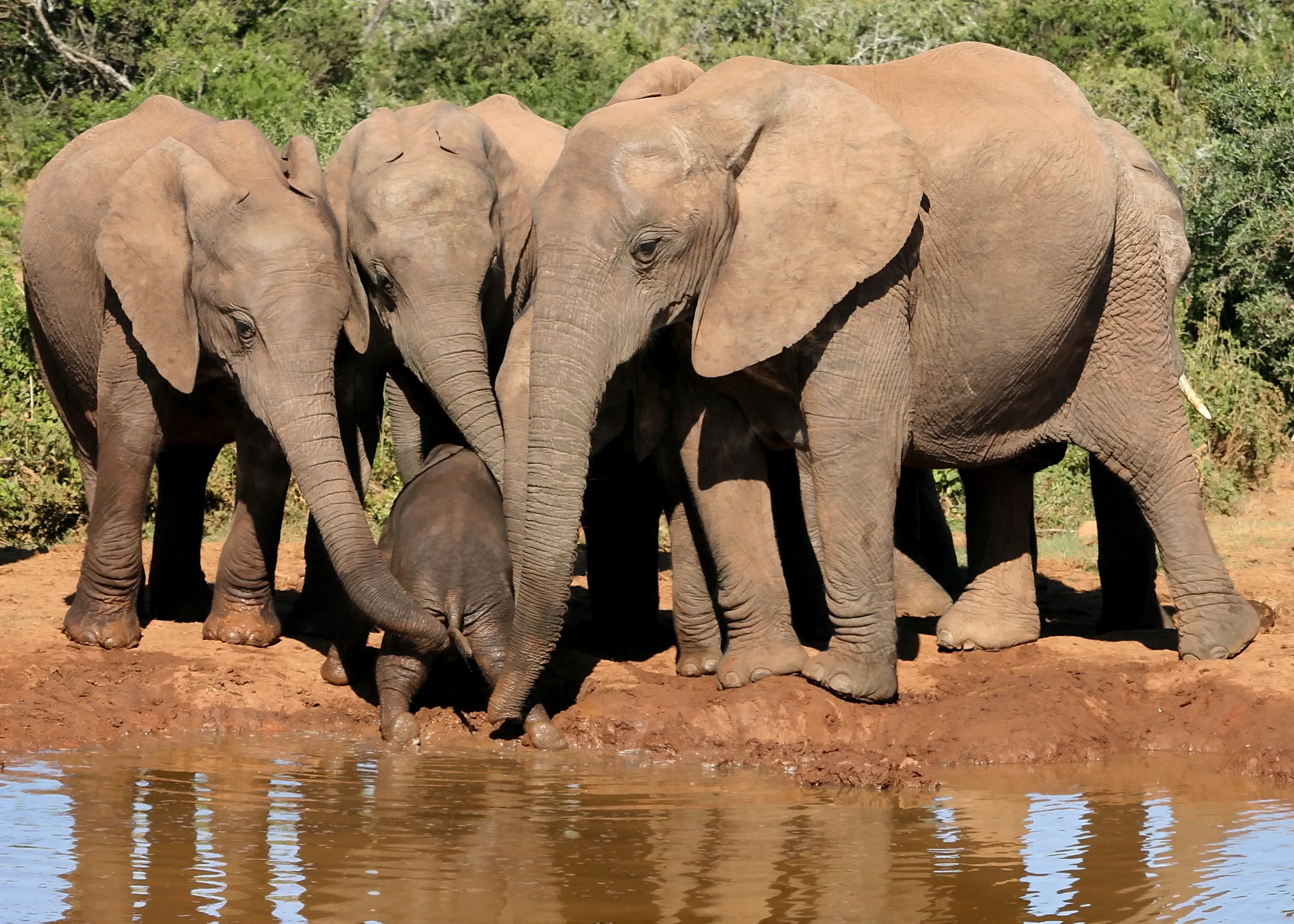 Elefanten helfen Baby aus dem Damm