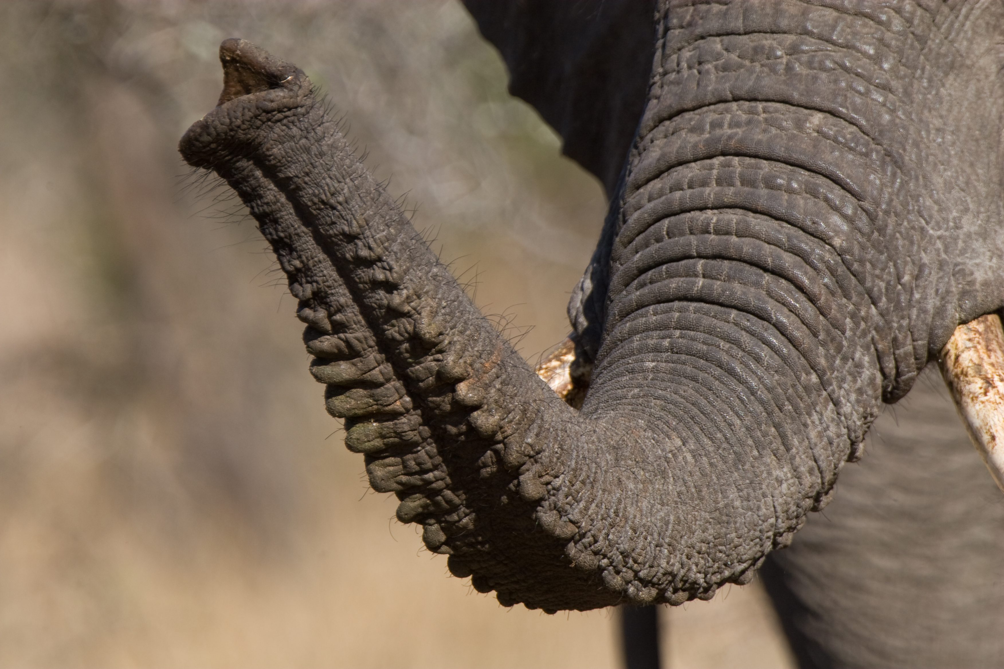 Vergleich von afrikanischen und asiatischen Elefanten