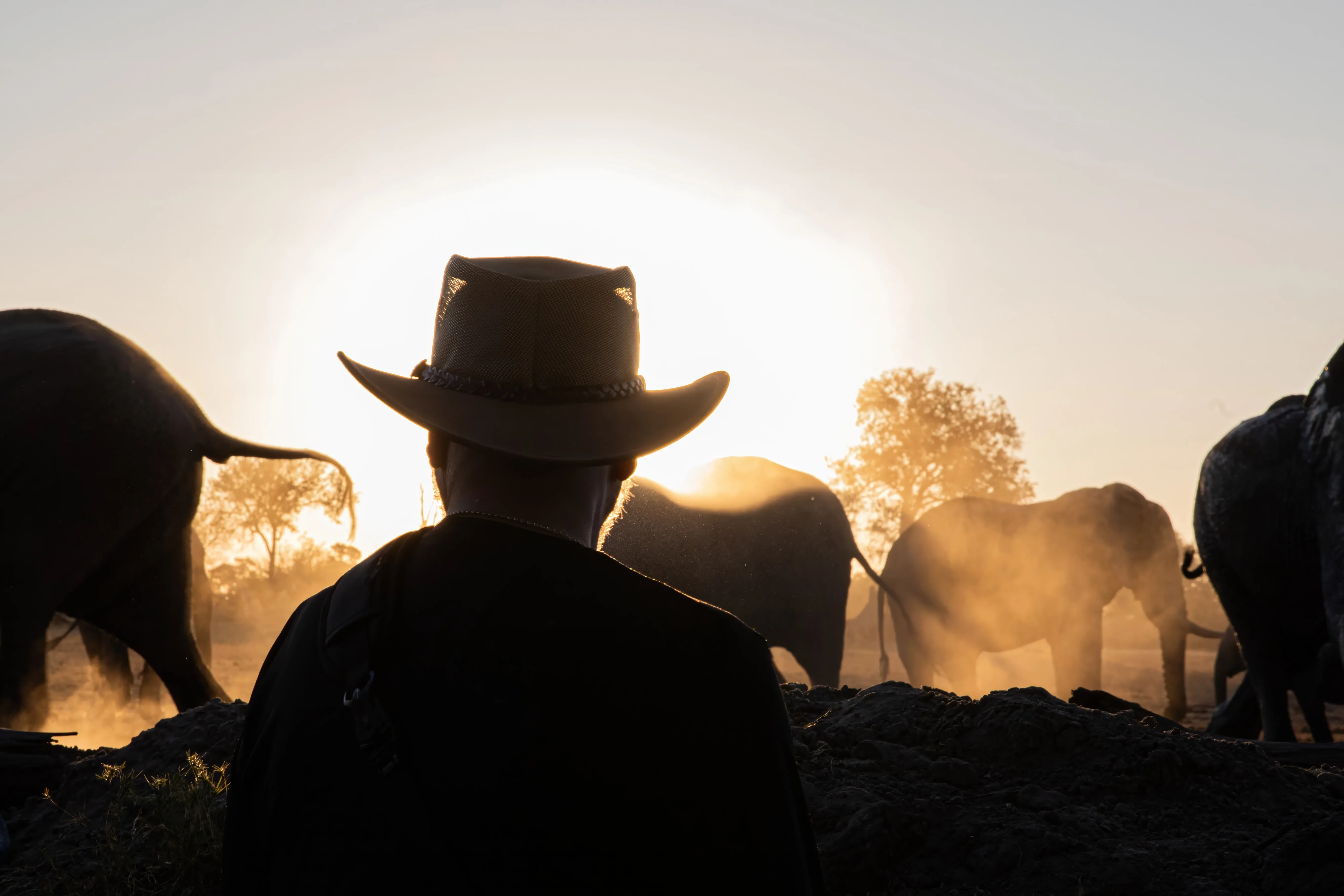 viewing elephants