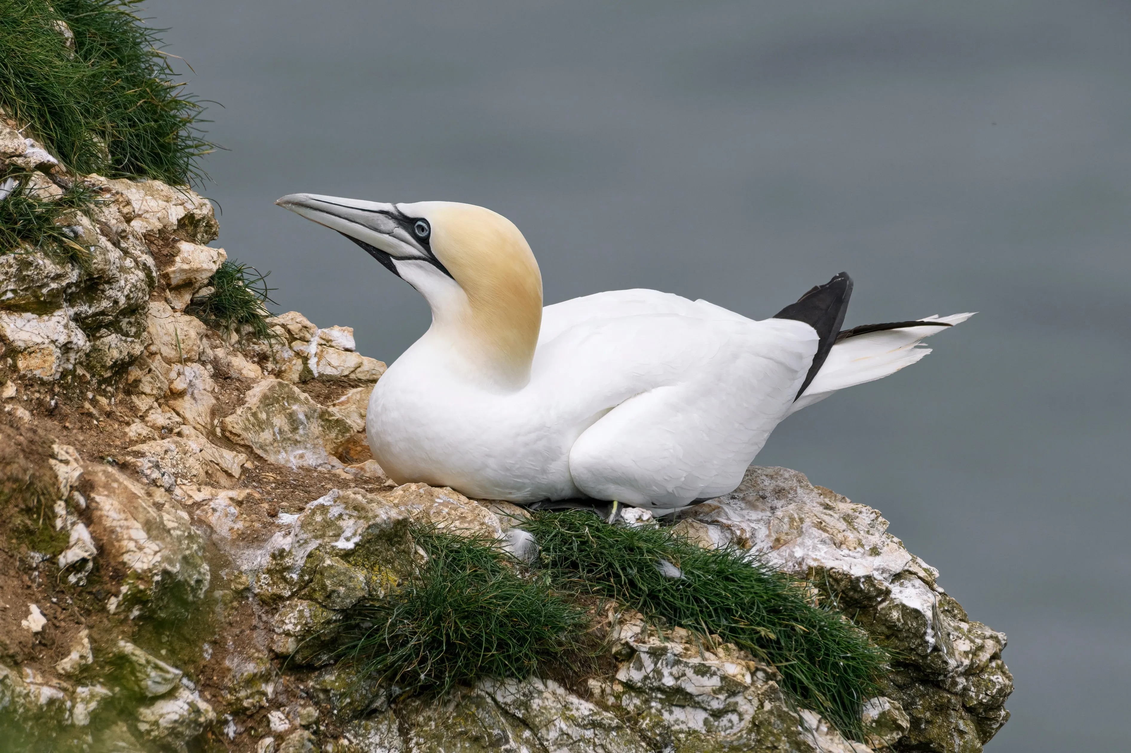 Gannet on bempton cliffs