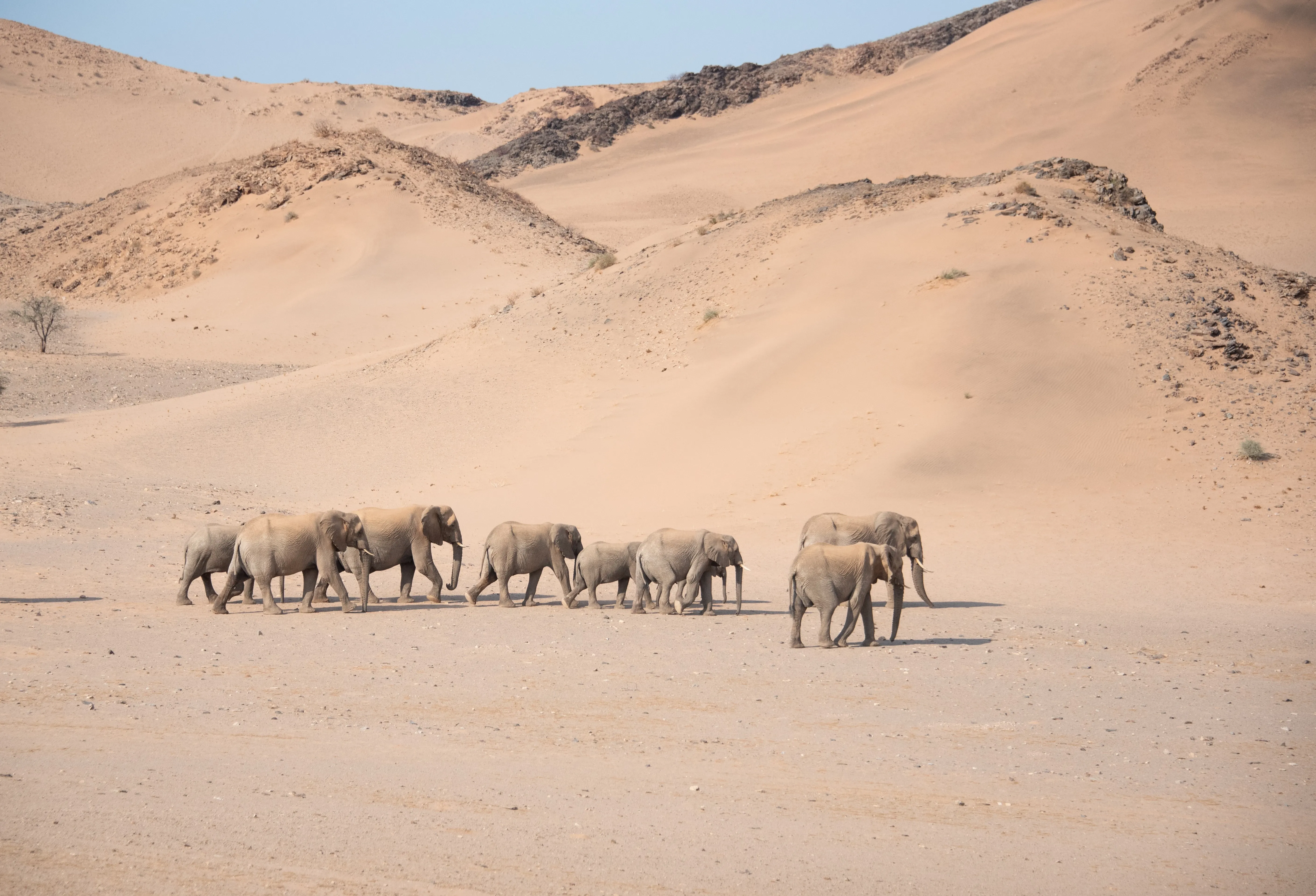 desert elephants