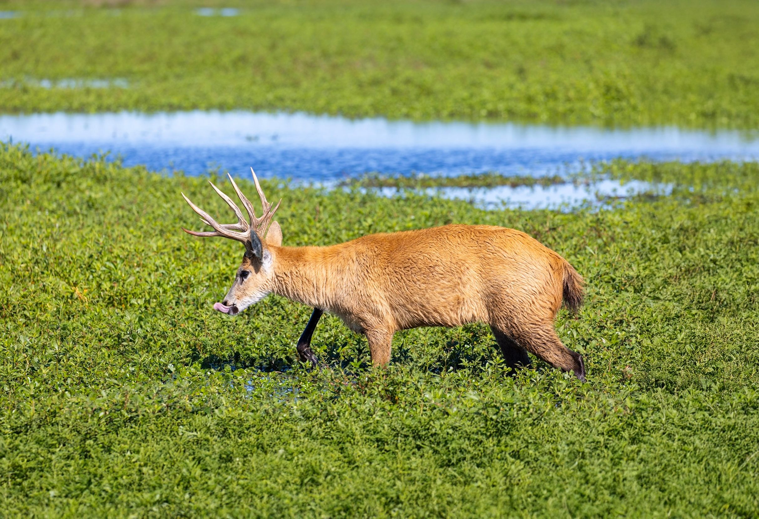 Iberá Wildlife Conservation Experience, Argentina