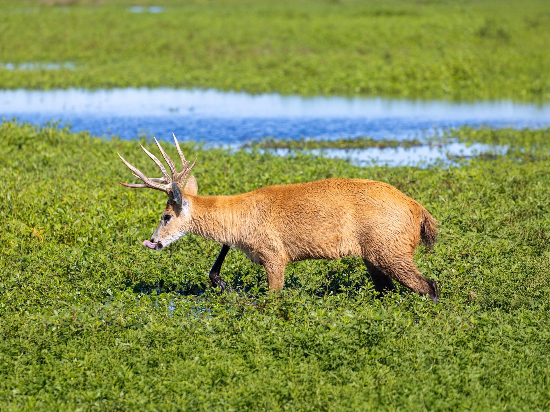 Iberá Wildlife Conservation Experience, Argentina