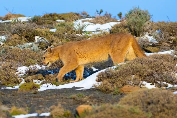 Puma walks in landscape
