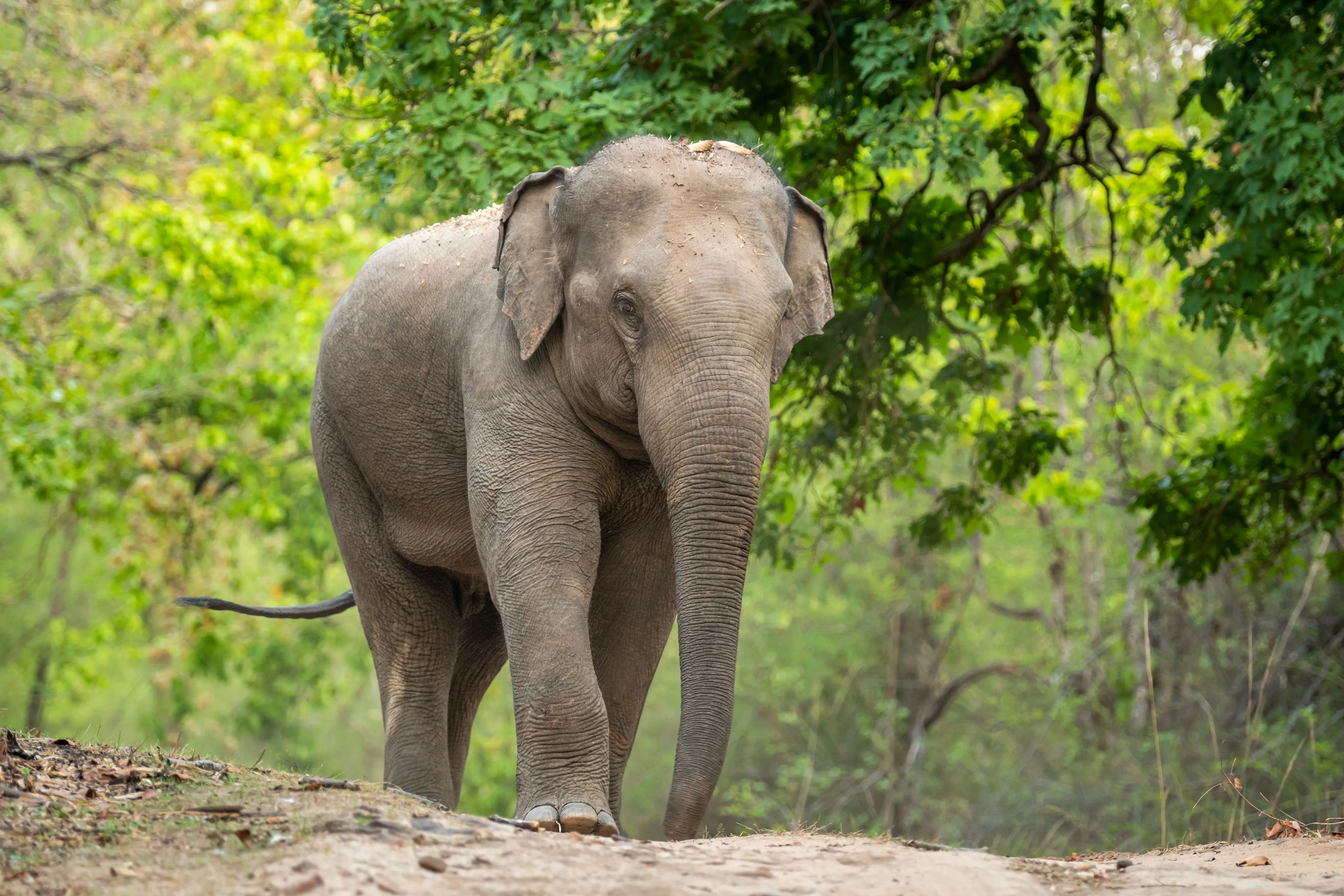 asian elephant
