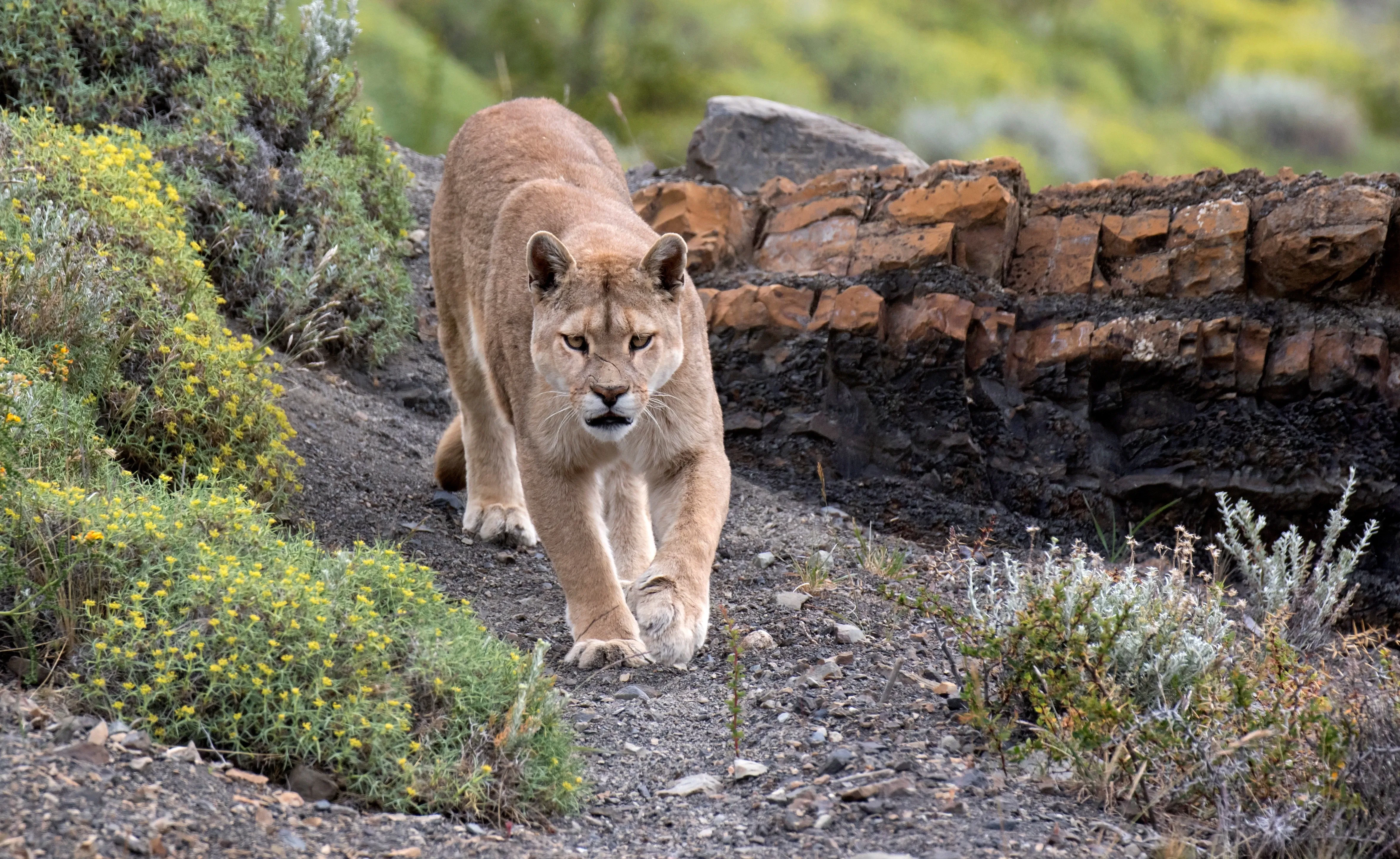 Puma roams through nature in Chile