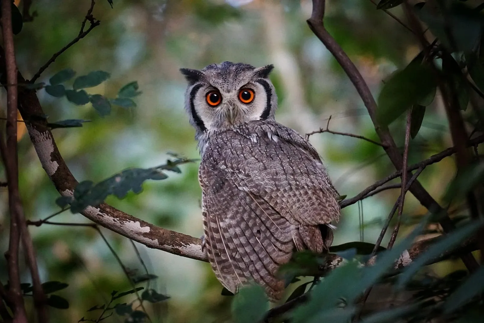 Owl on a branch in Malawi