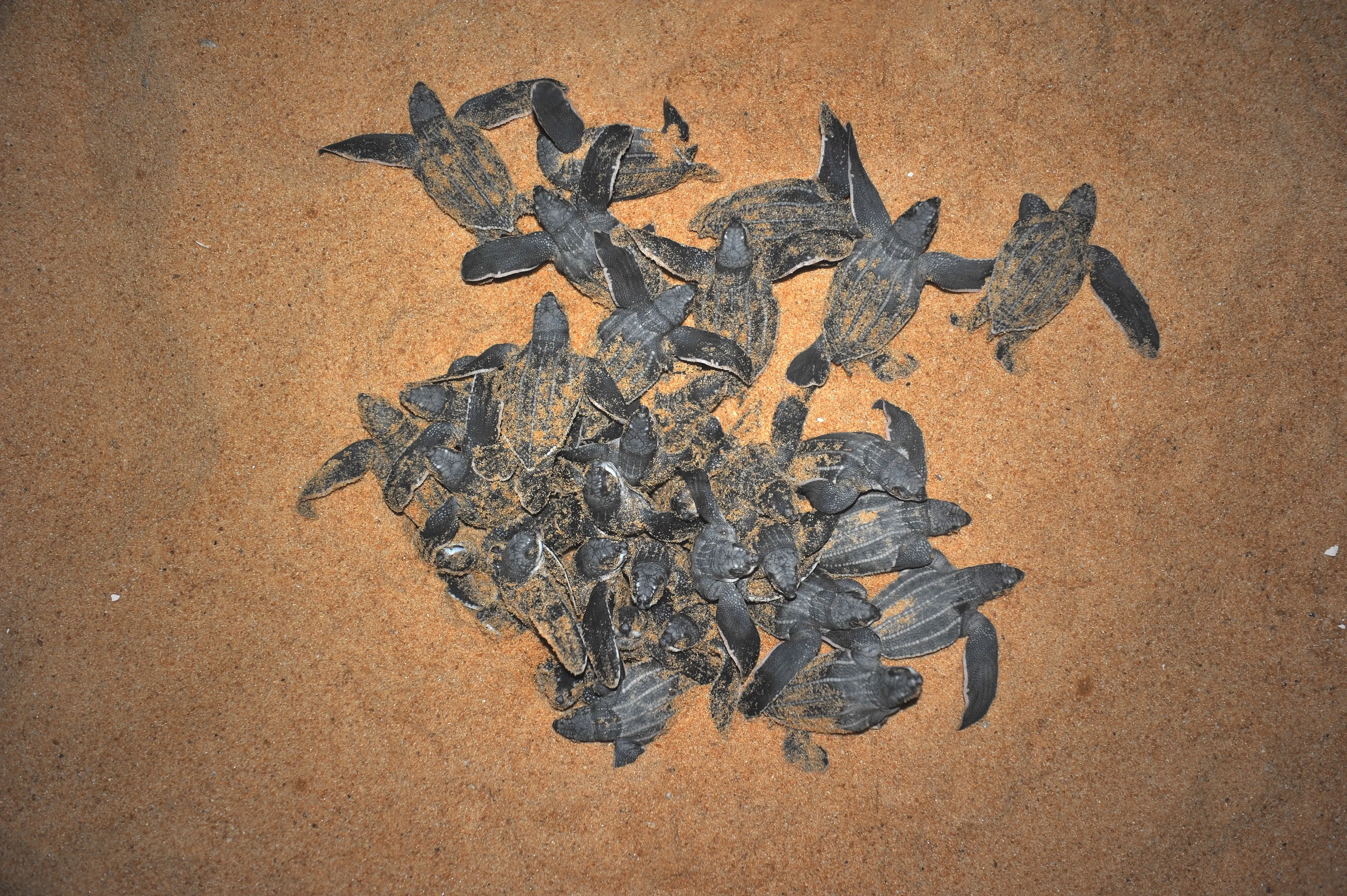 turtle nest hatching