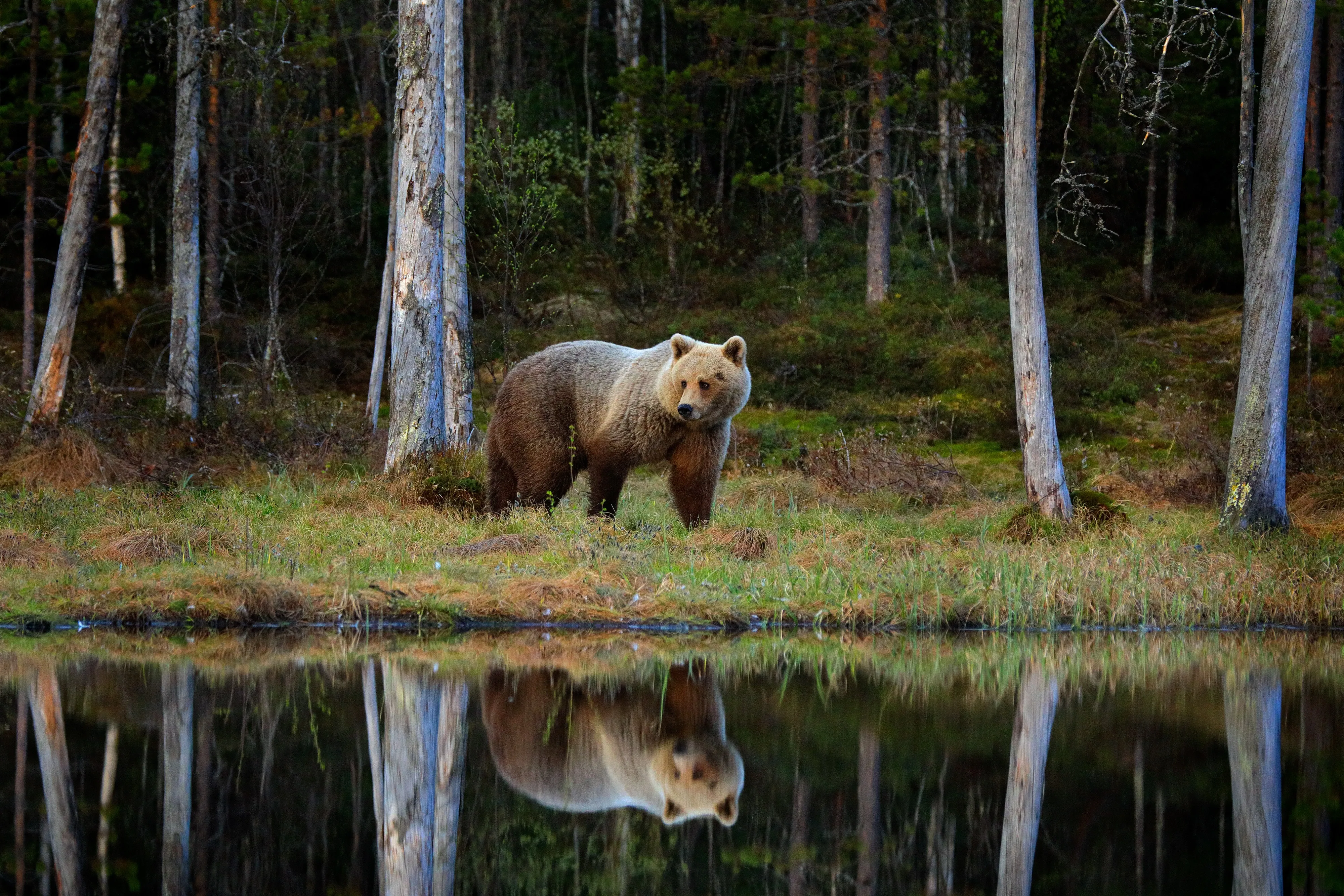 Braunbär steht am See