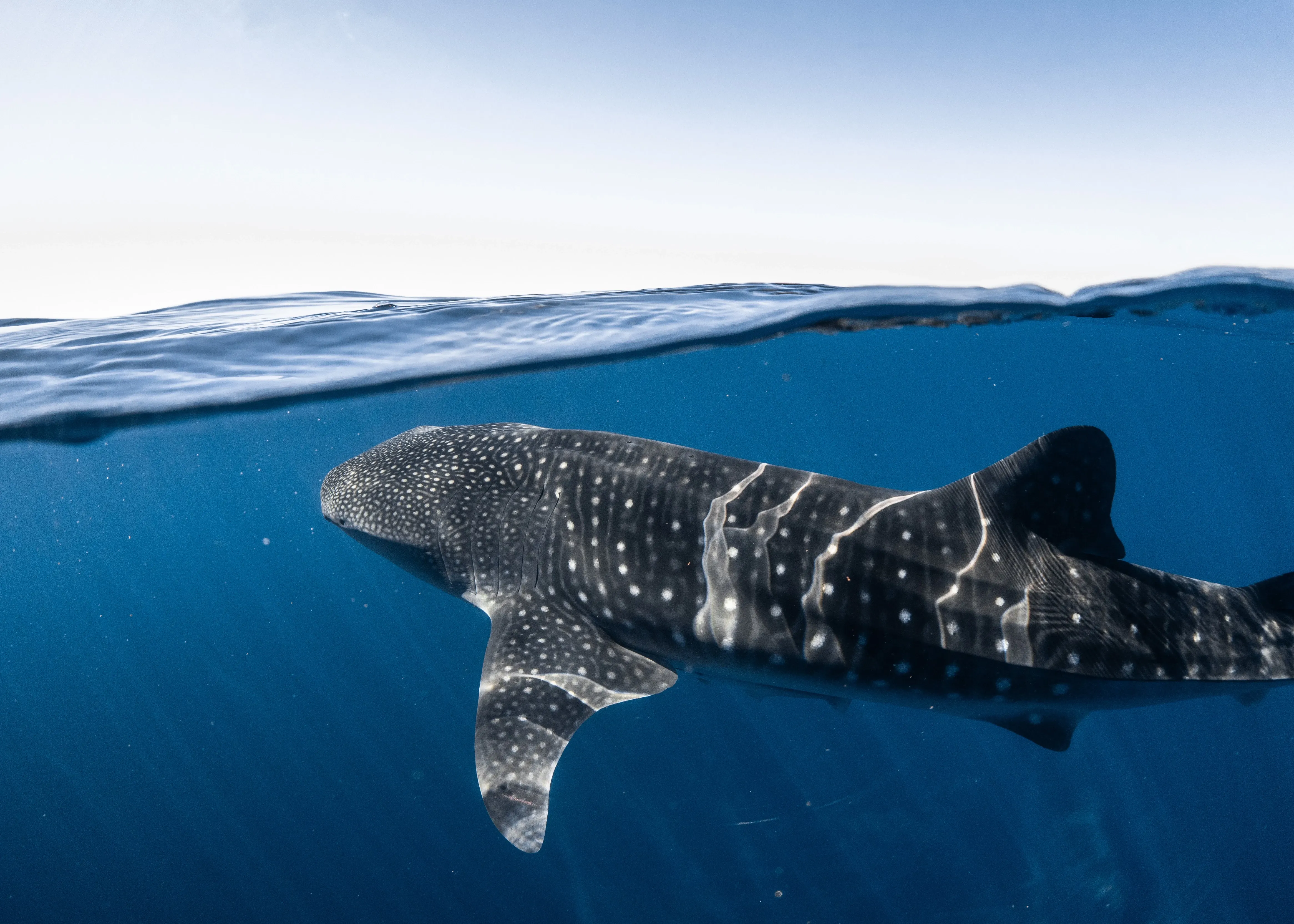 whale shark surfacing