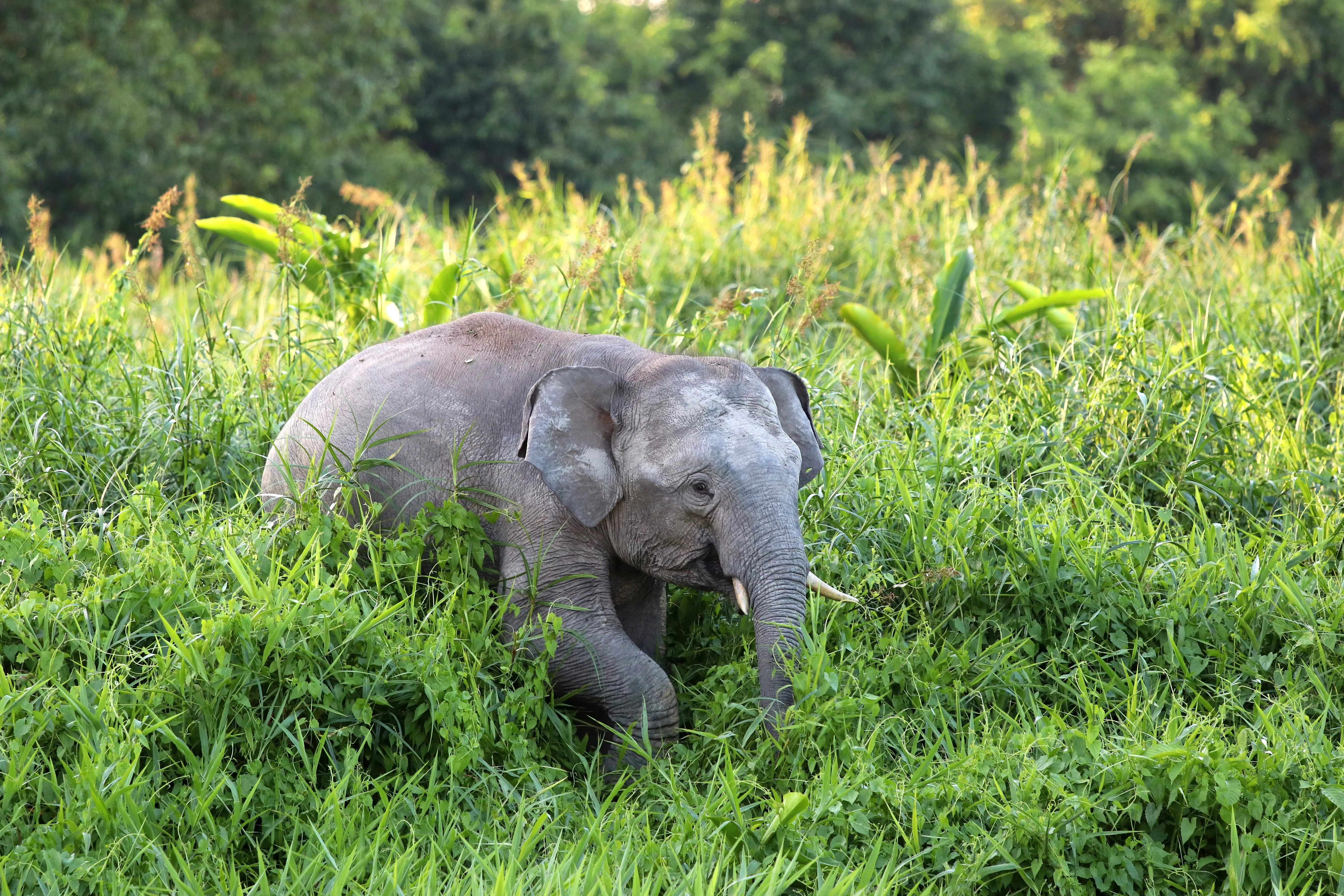 Elefant im Busch in Borneo