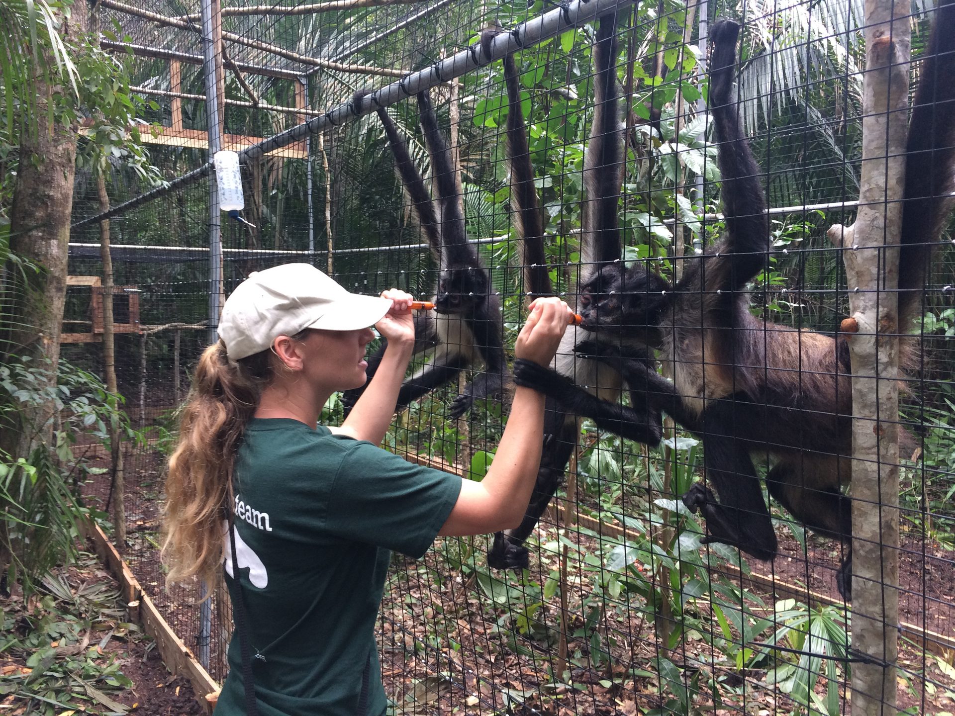 Tierärztliche Fütterung von Primaten