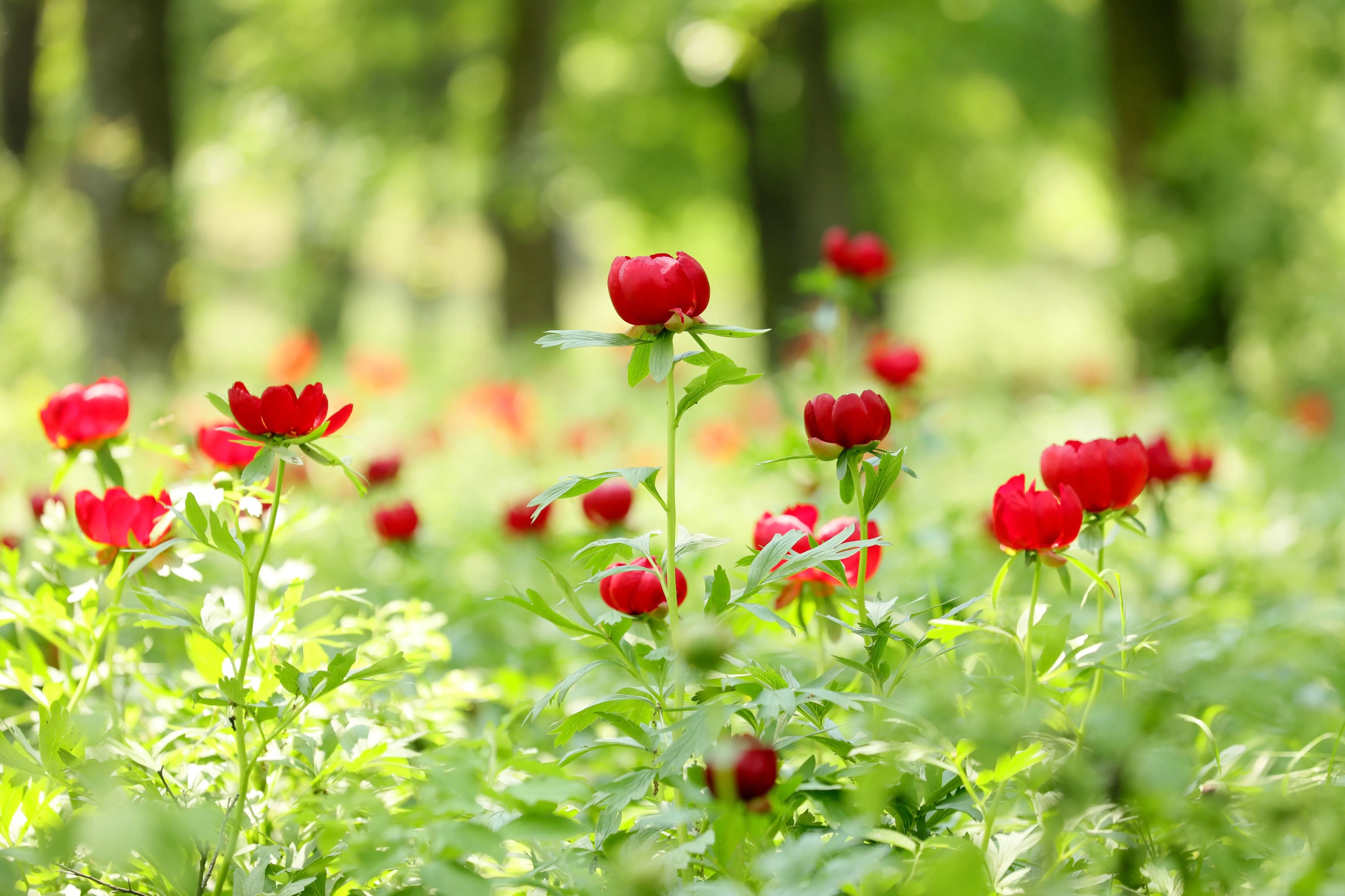 Romanian flowers