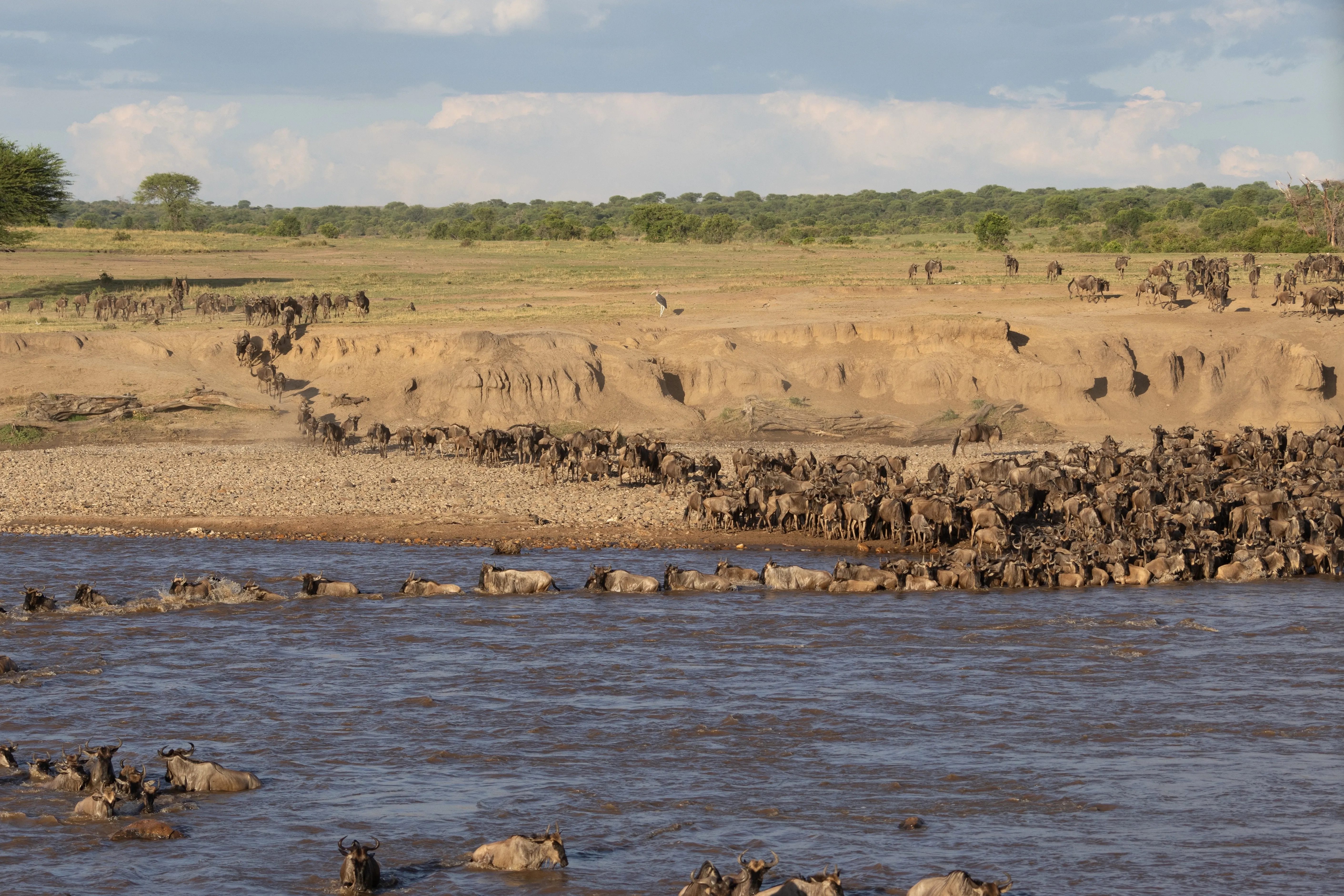 serengeti migration
