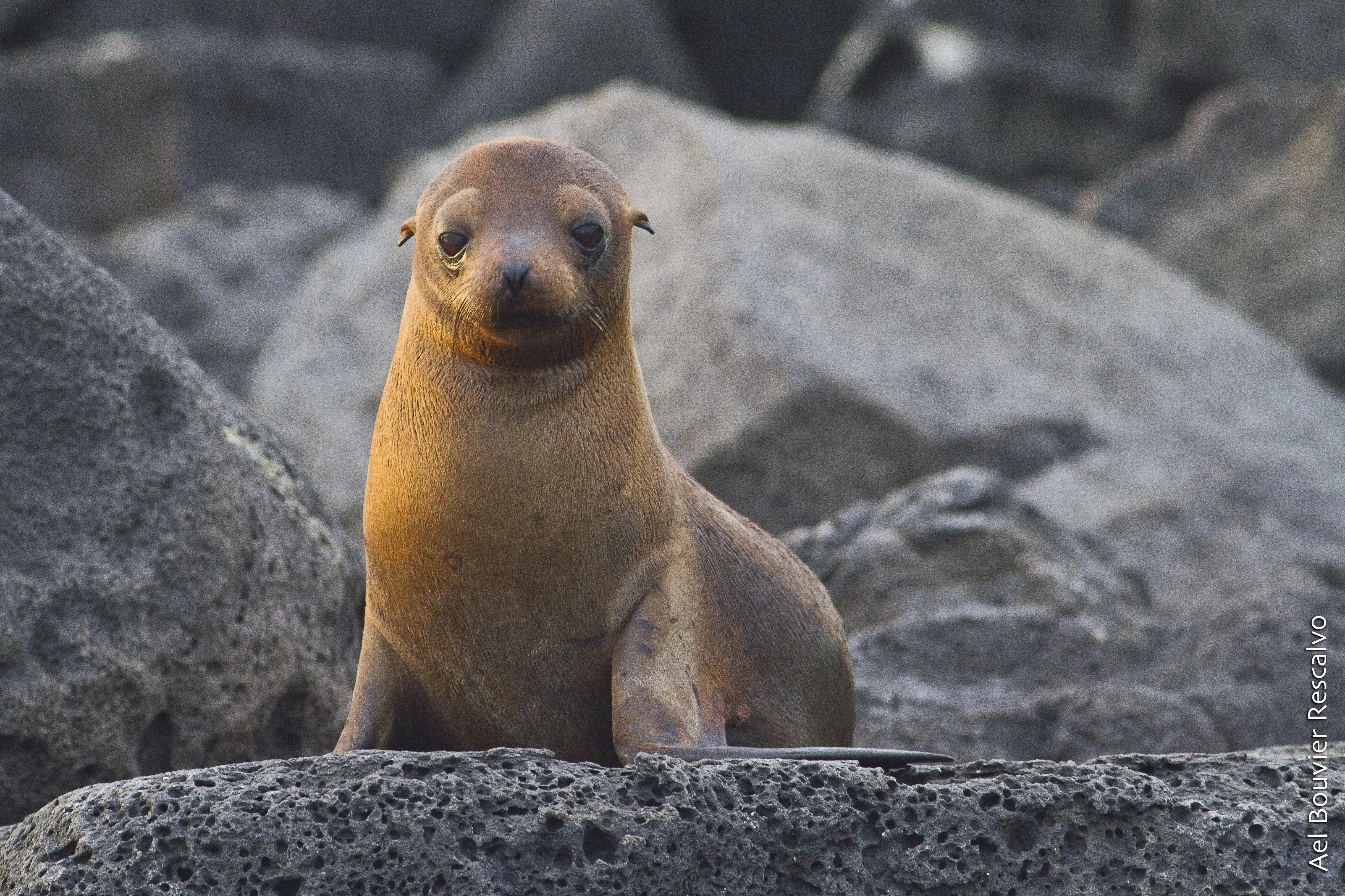 Braunes Robbenbaby auf einem Felsen sitzend