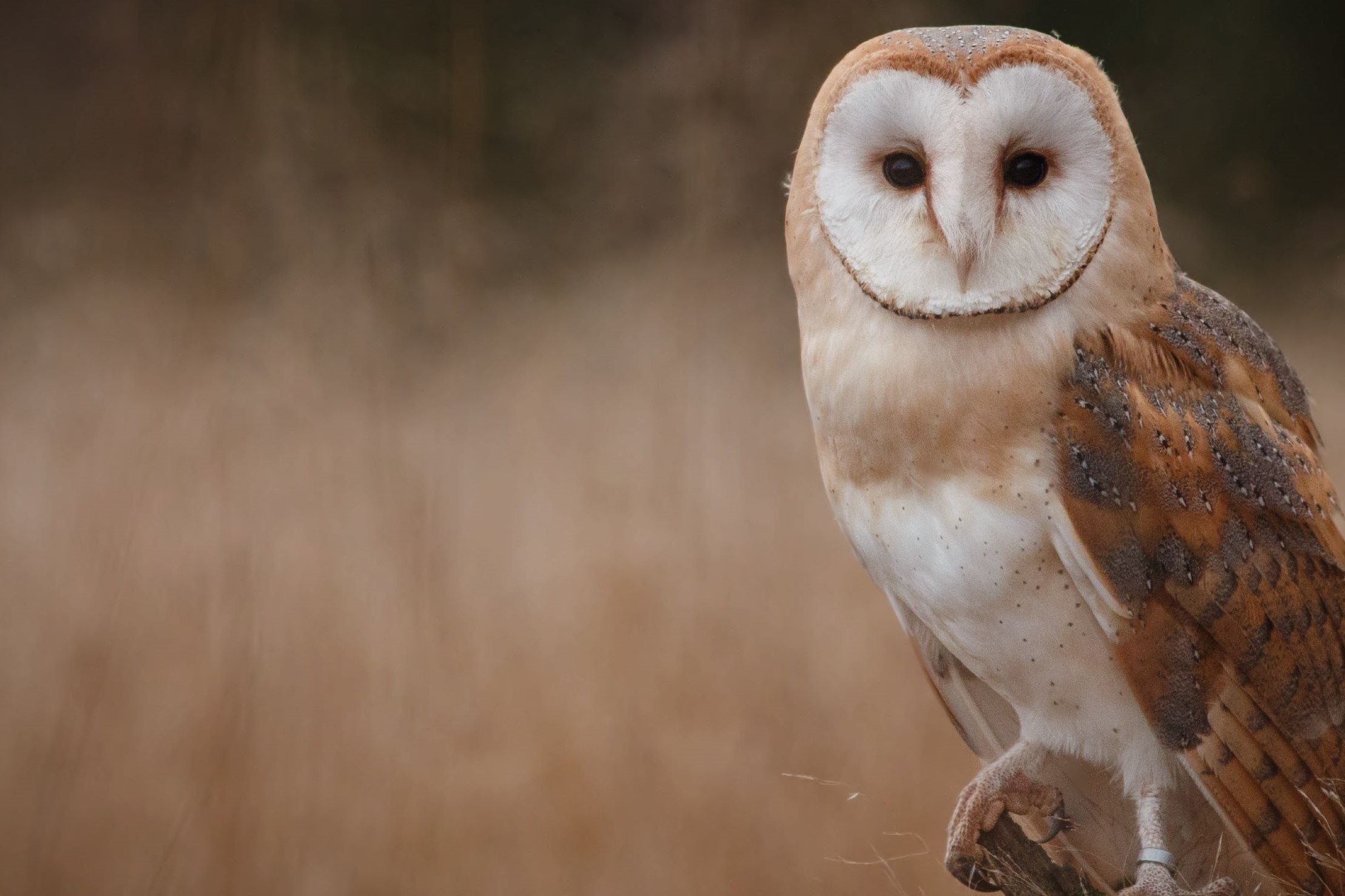 owl