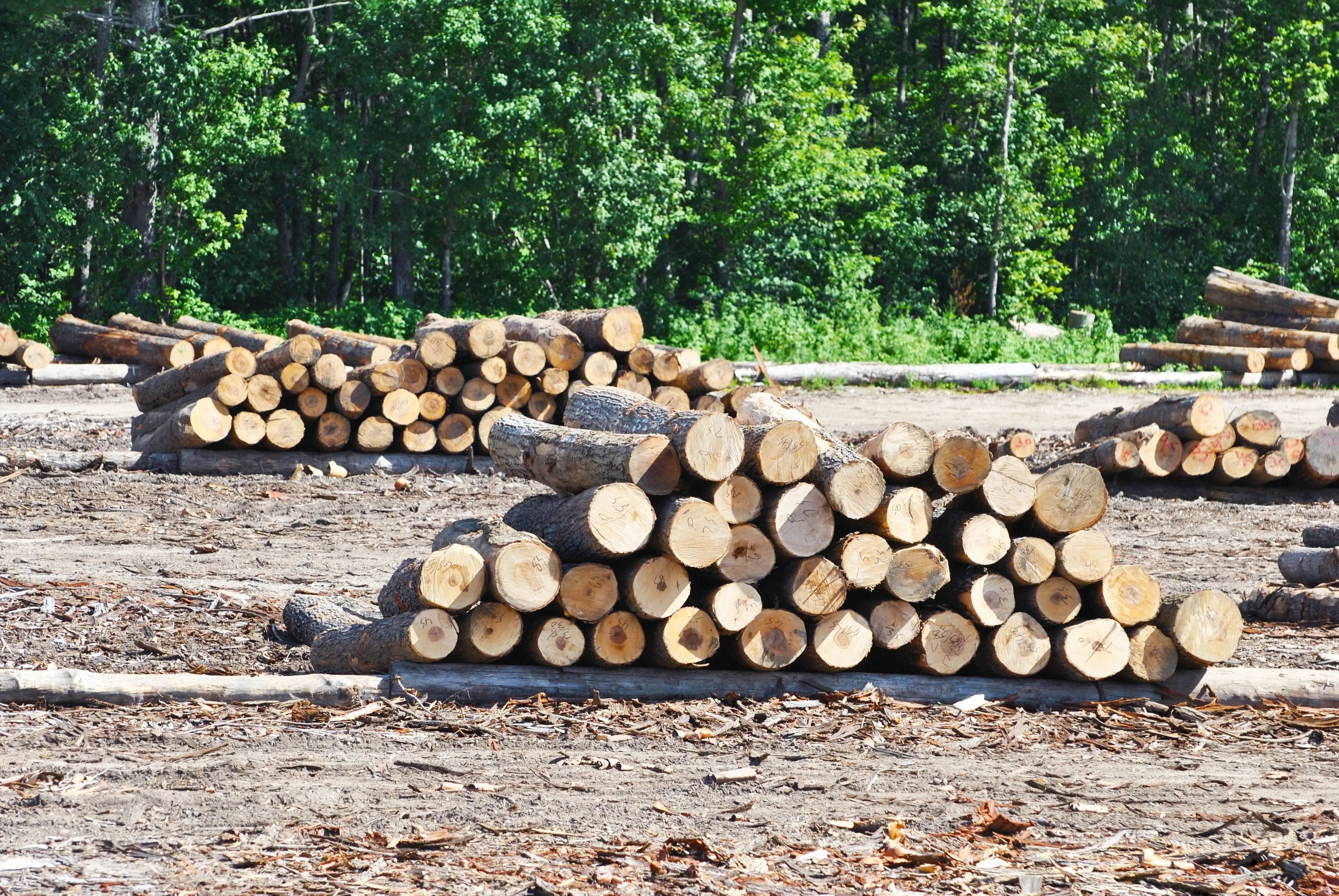 Guatemala illegal logging camp